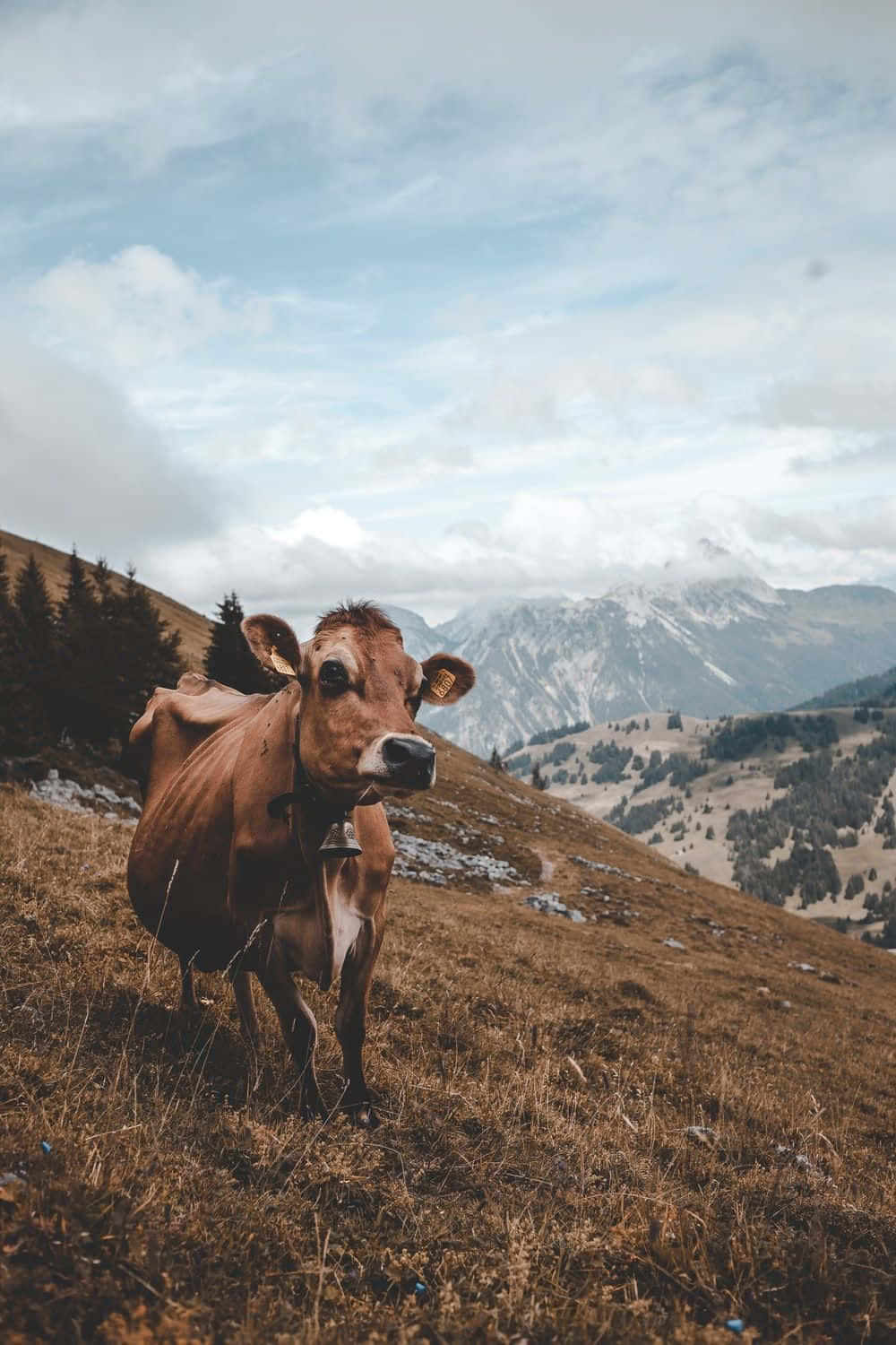 Cow iPhone, brown cow, bell, HD Phone Wallpaper