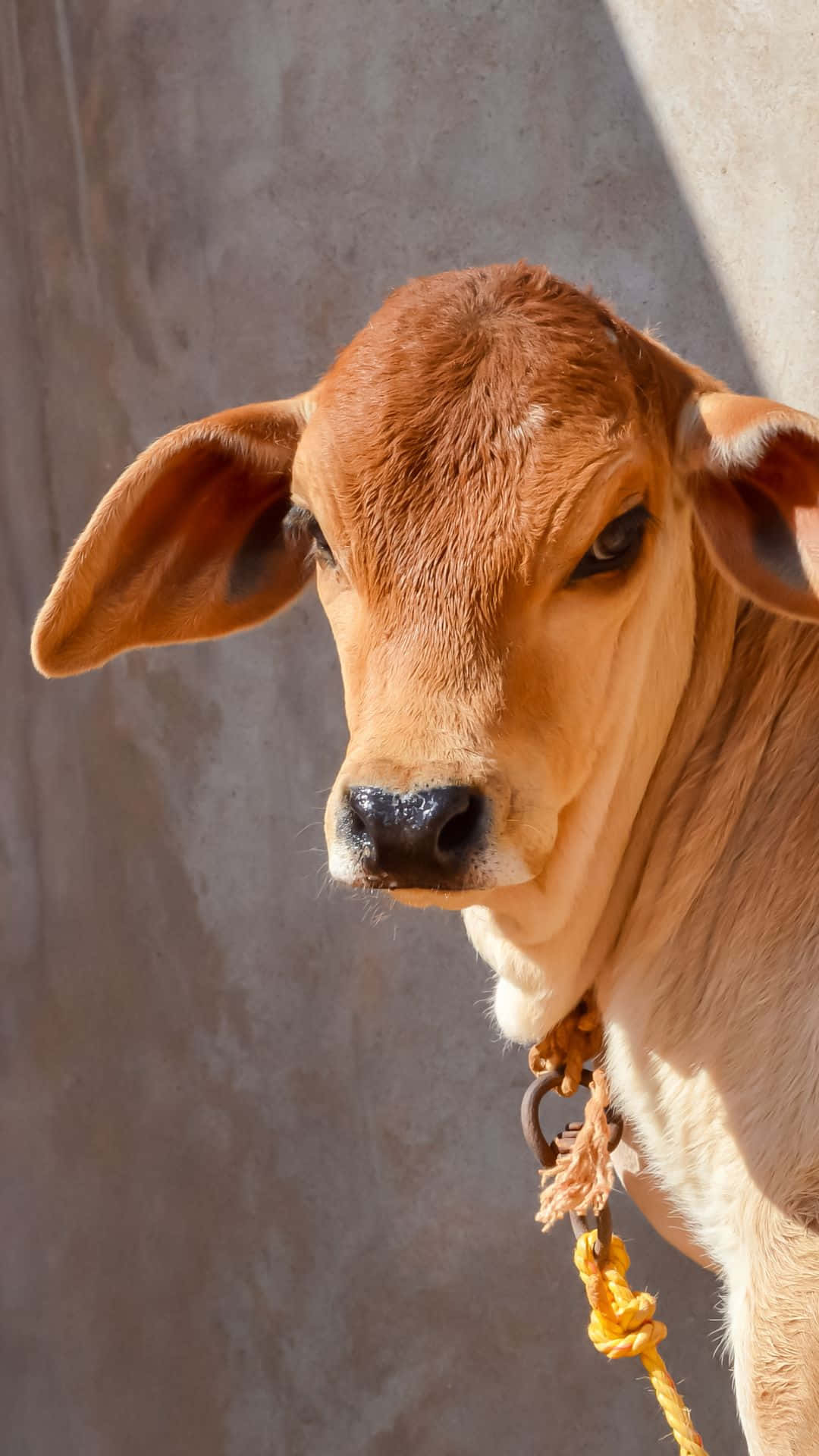 cow, brown calf, yellow rope halter, Full HD Phone Wallpaper
