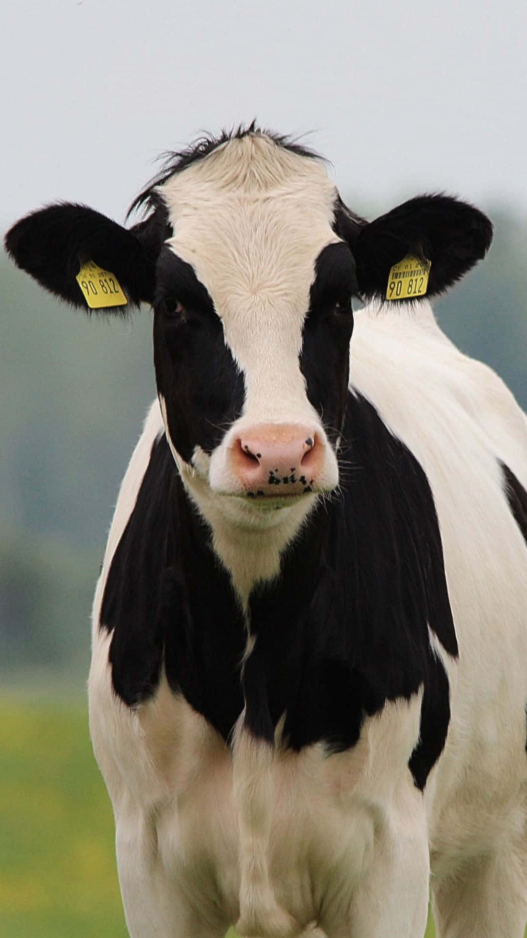 Cow iPhone, black and white cow, yellow ear tags, Full HD Phone Wallpaper