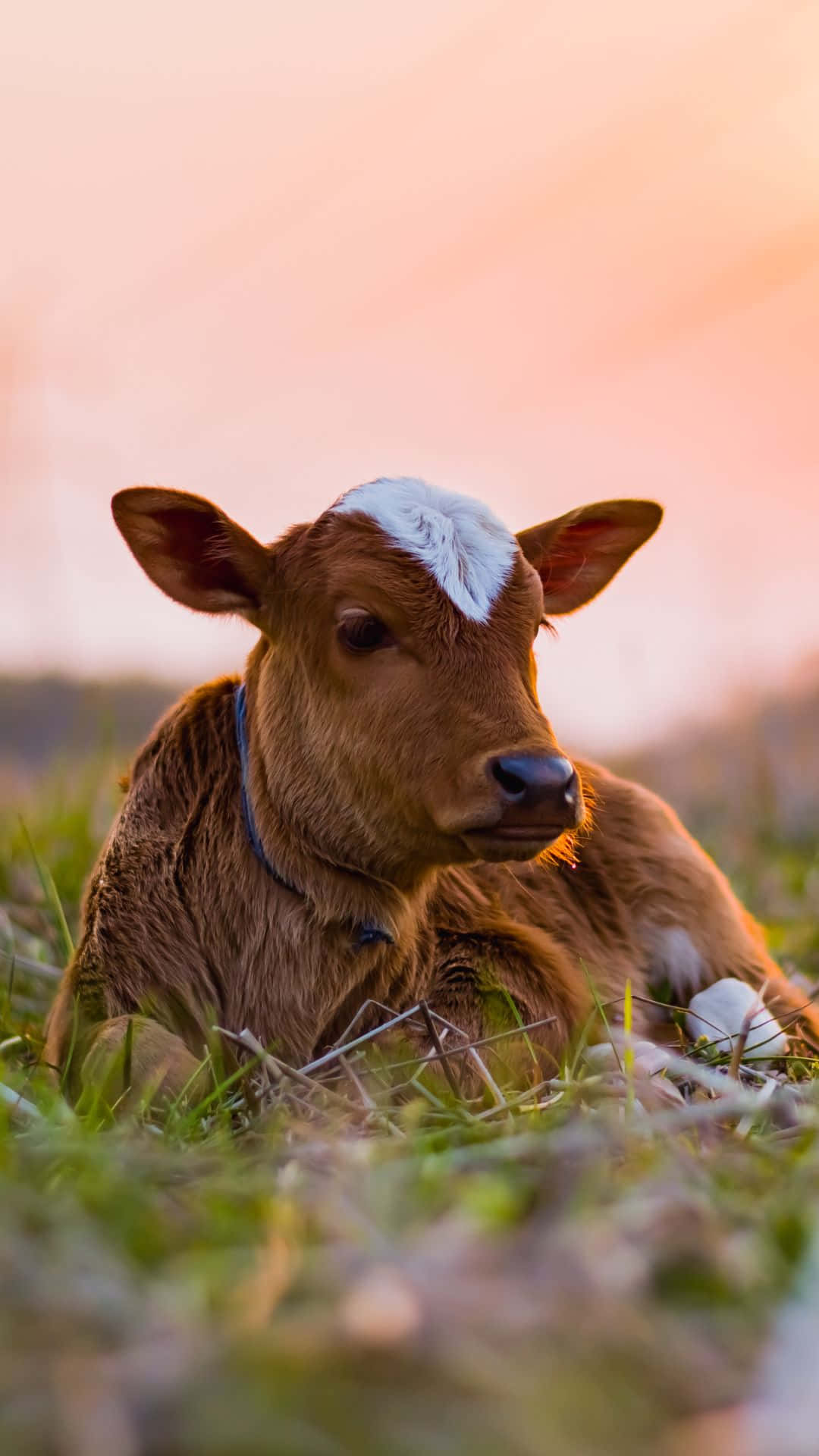 Cow iPhone, brown calf, white forehead patch, Full HD Phone Wallpaper