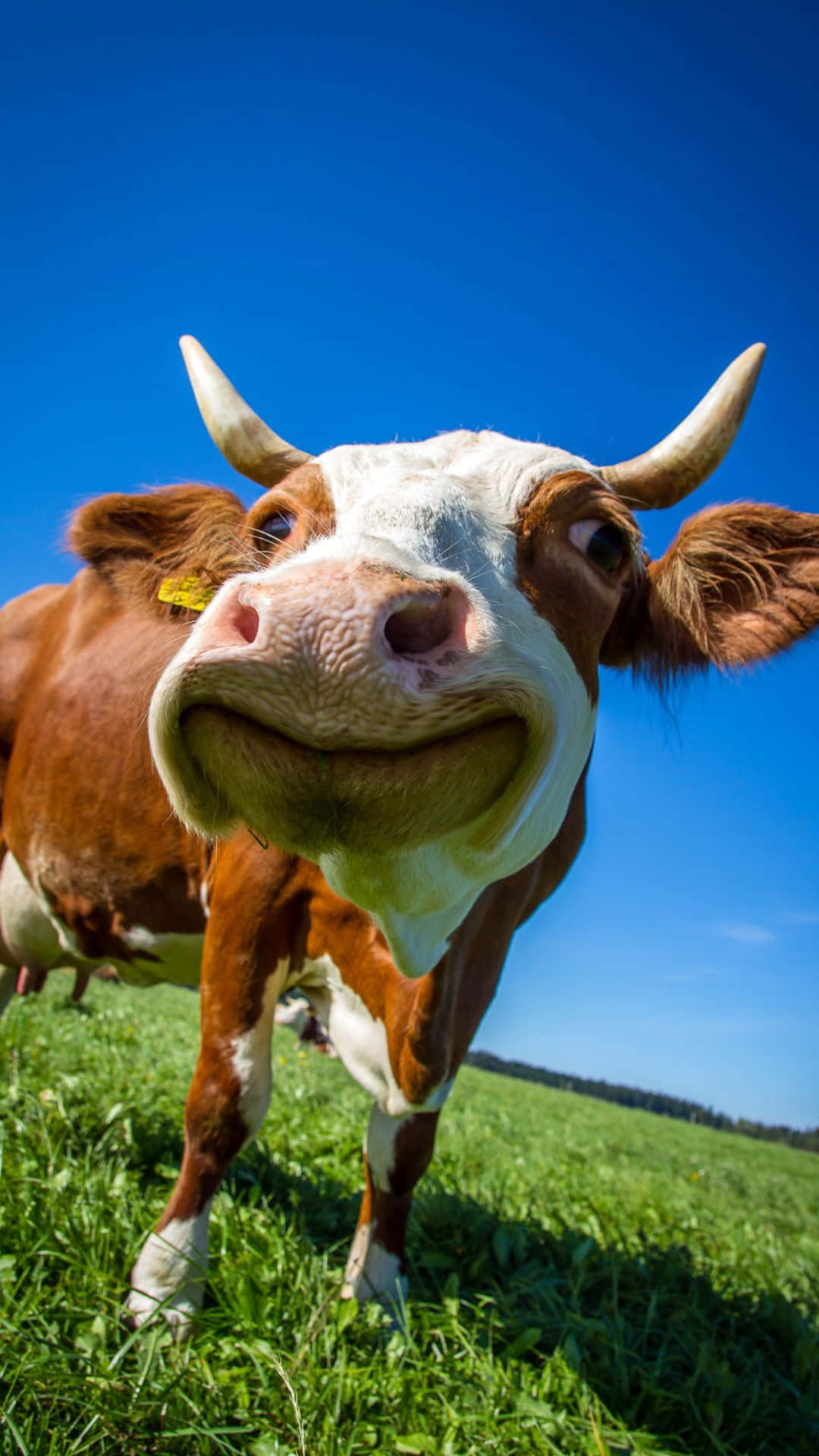 cow, brown and white, curved horns, Full HD Phone Wallpaper
