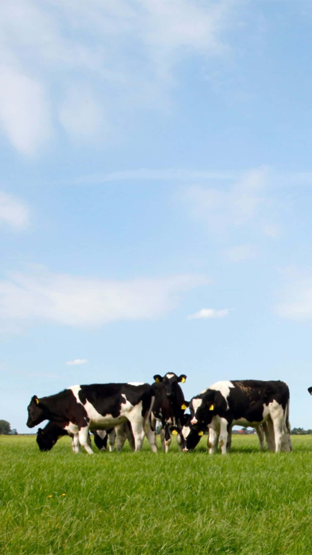 Cow iPhone, black and white cows, lush green field, Full HD Phone Wallpaper