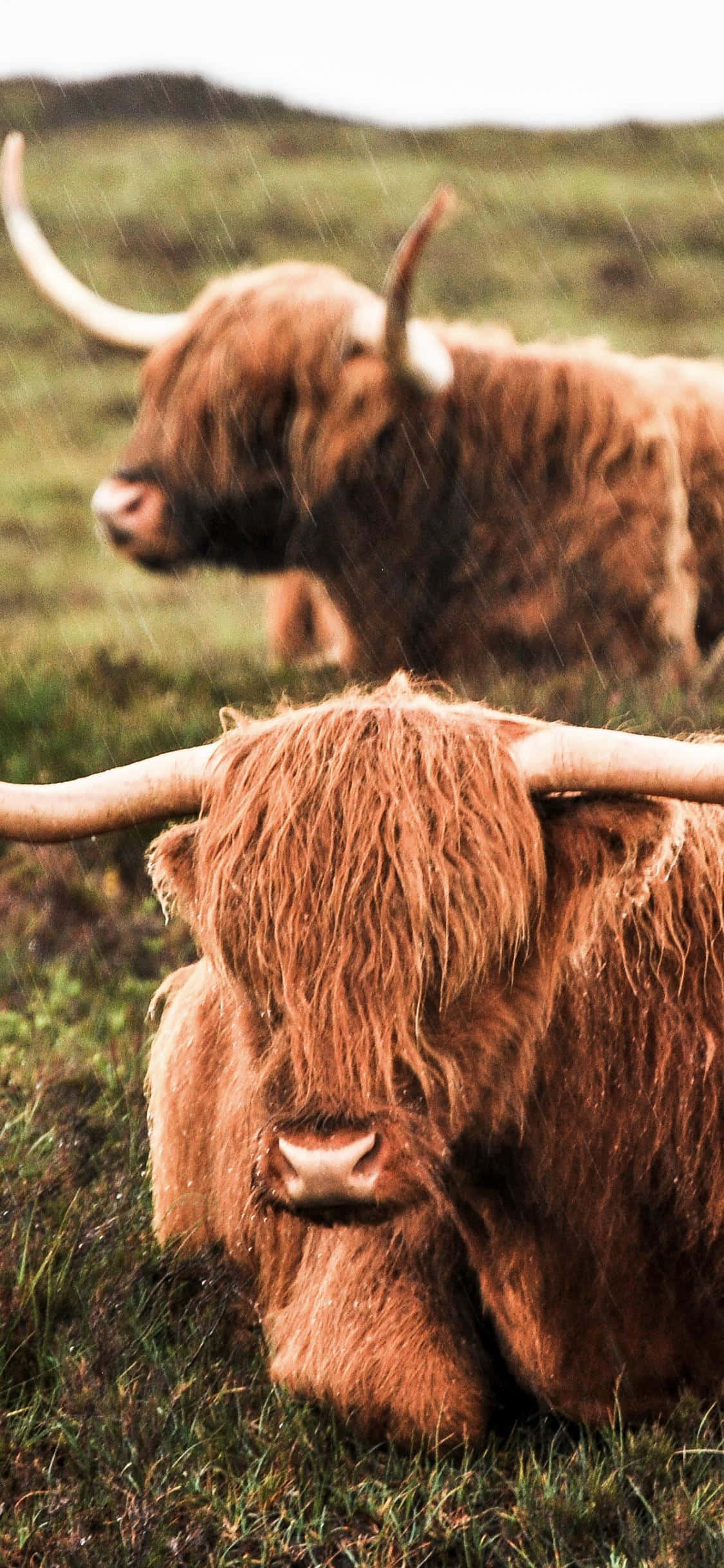 brown ox, long horns, highland cattle, Full HD Phone Wallpaper