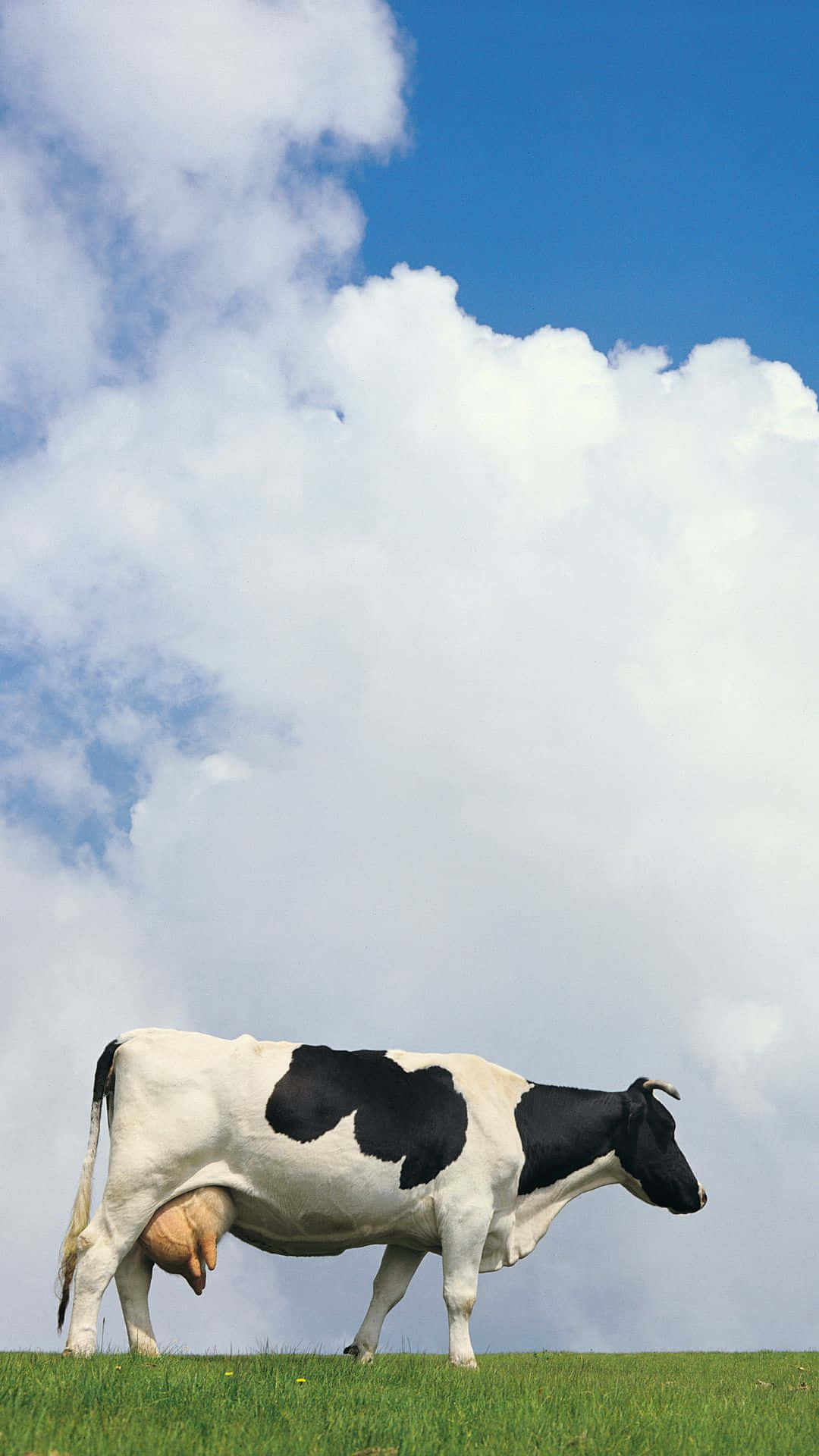 cow, black and white, vibrant green hill, Full HD Phone Wallpaper