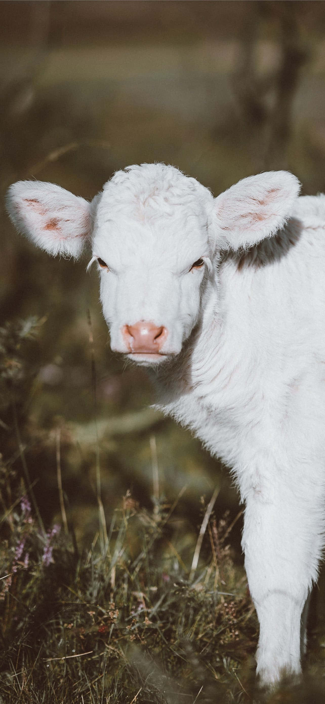 white calf, soft grass, pink nose, 2K Phone Wallpaper