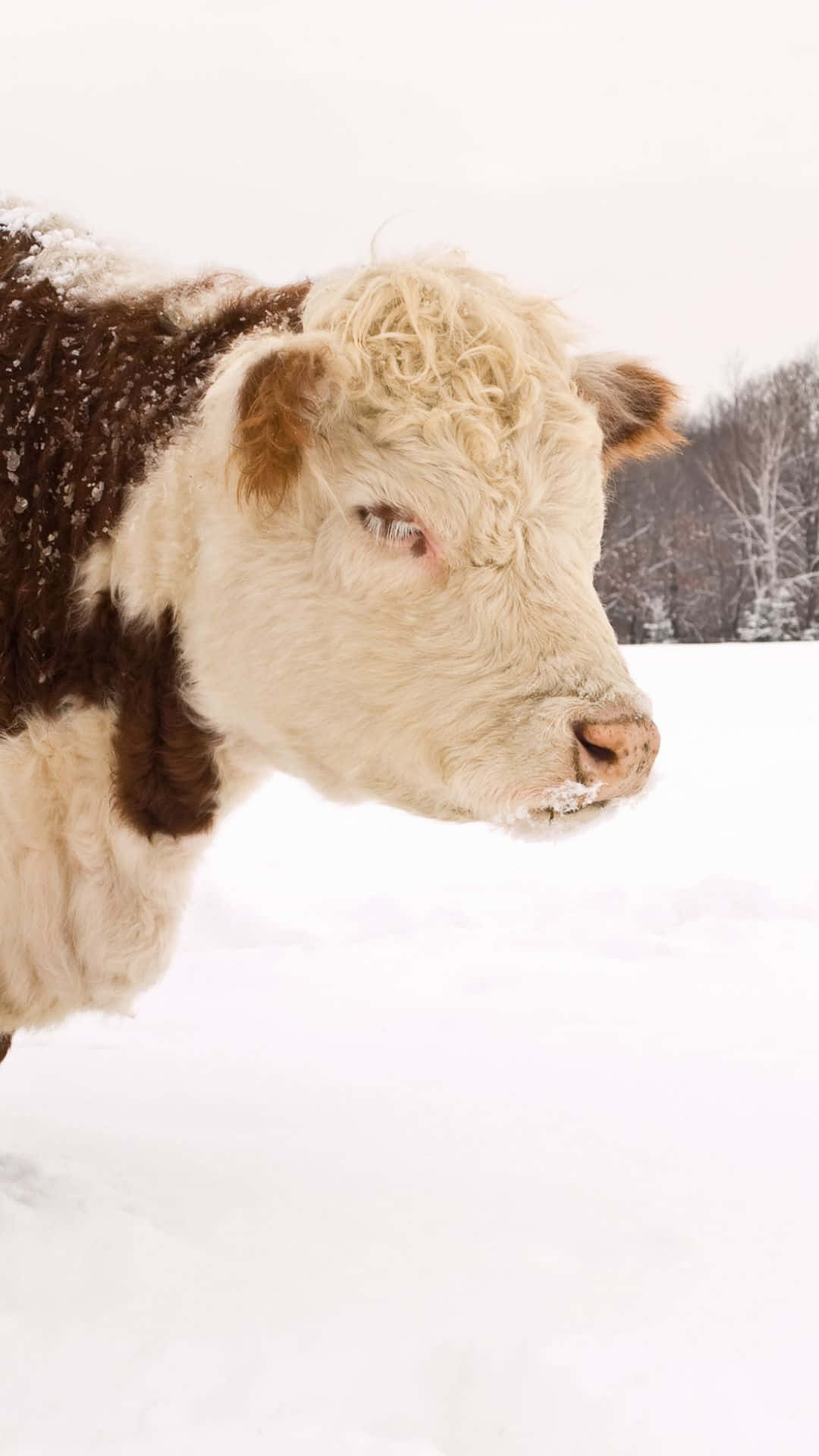 cow, snow, fluffy white and brown, Full HD Phone Wallpaper