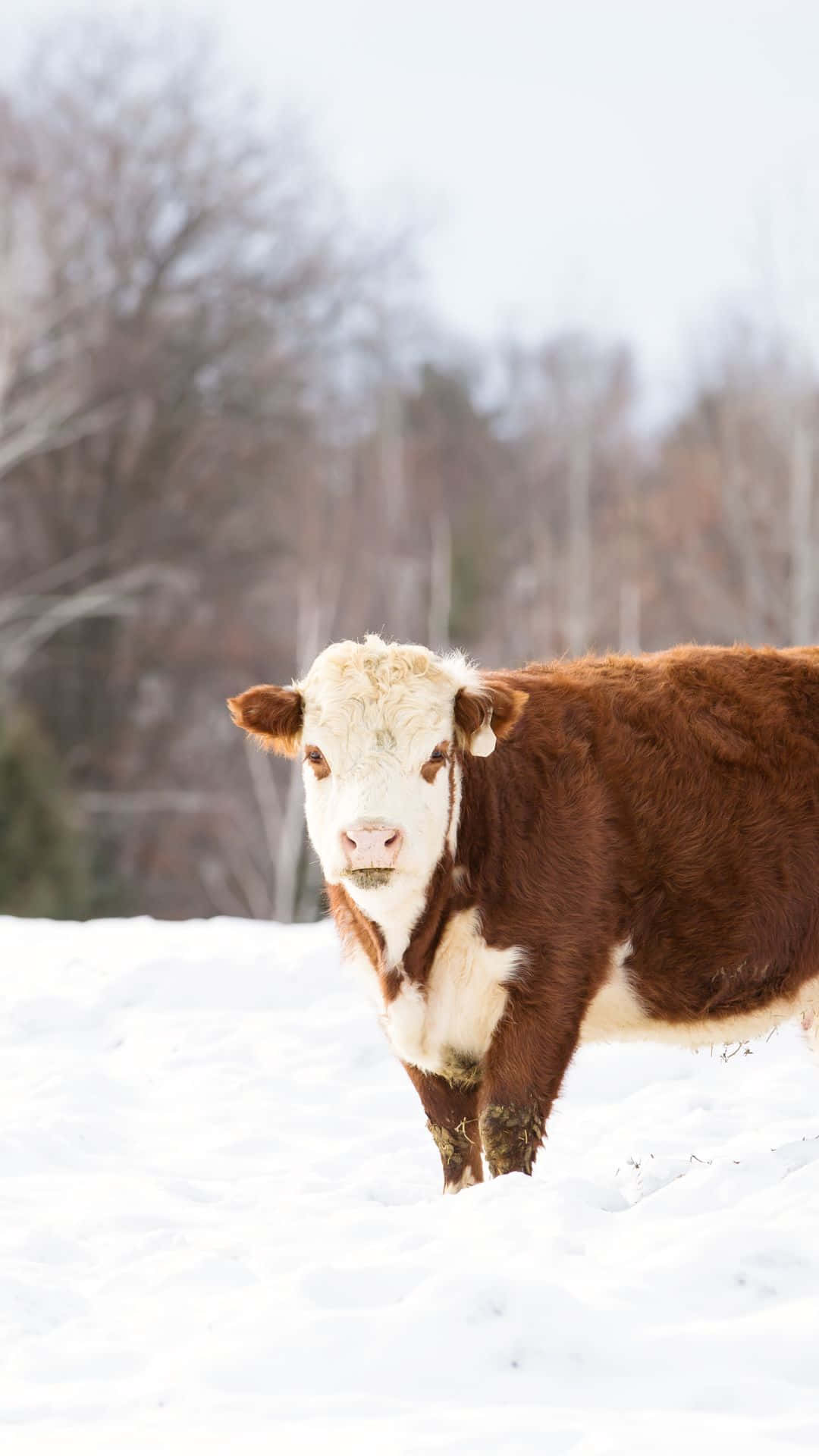 cow, snowy field, bare trees, Full HD Phone Wallpaper