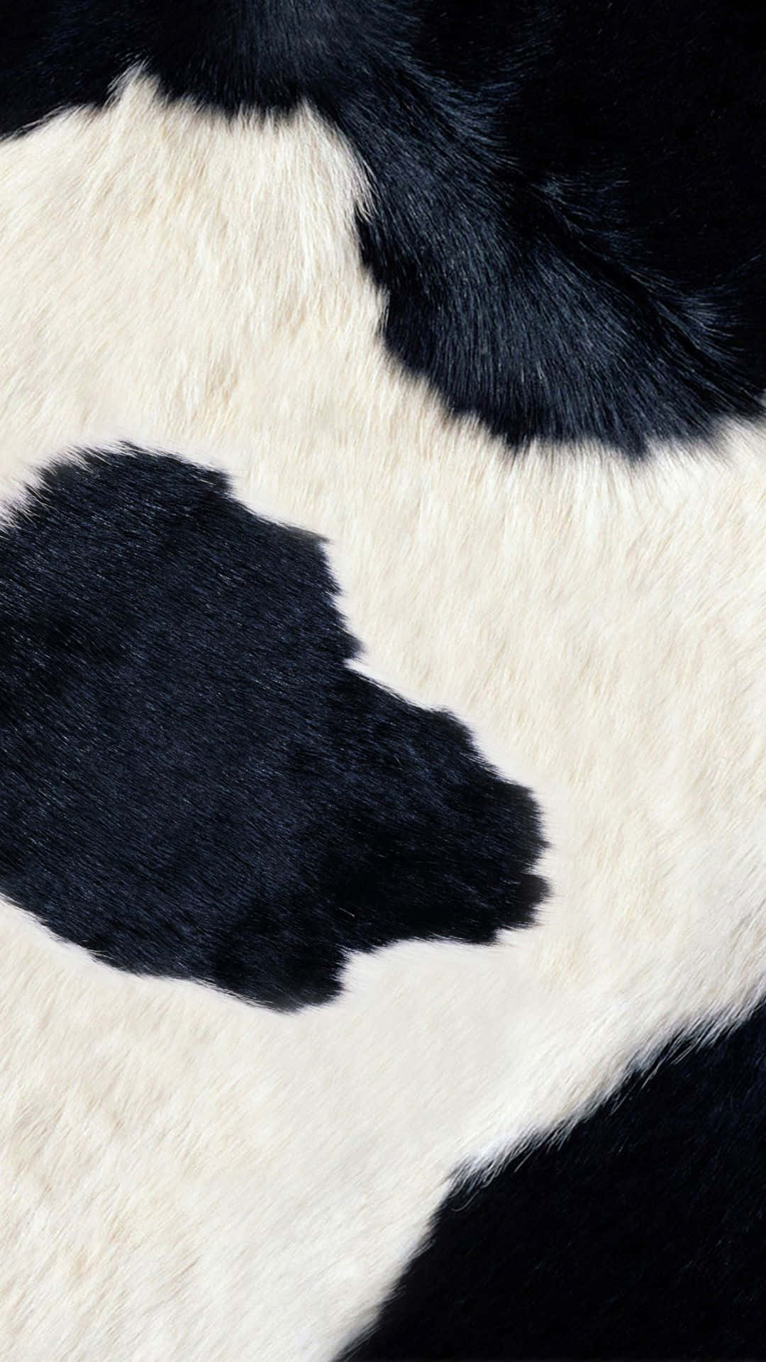 cow, black and white, white spot, Full HD Phone Wallpaper