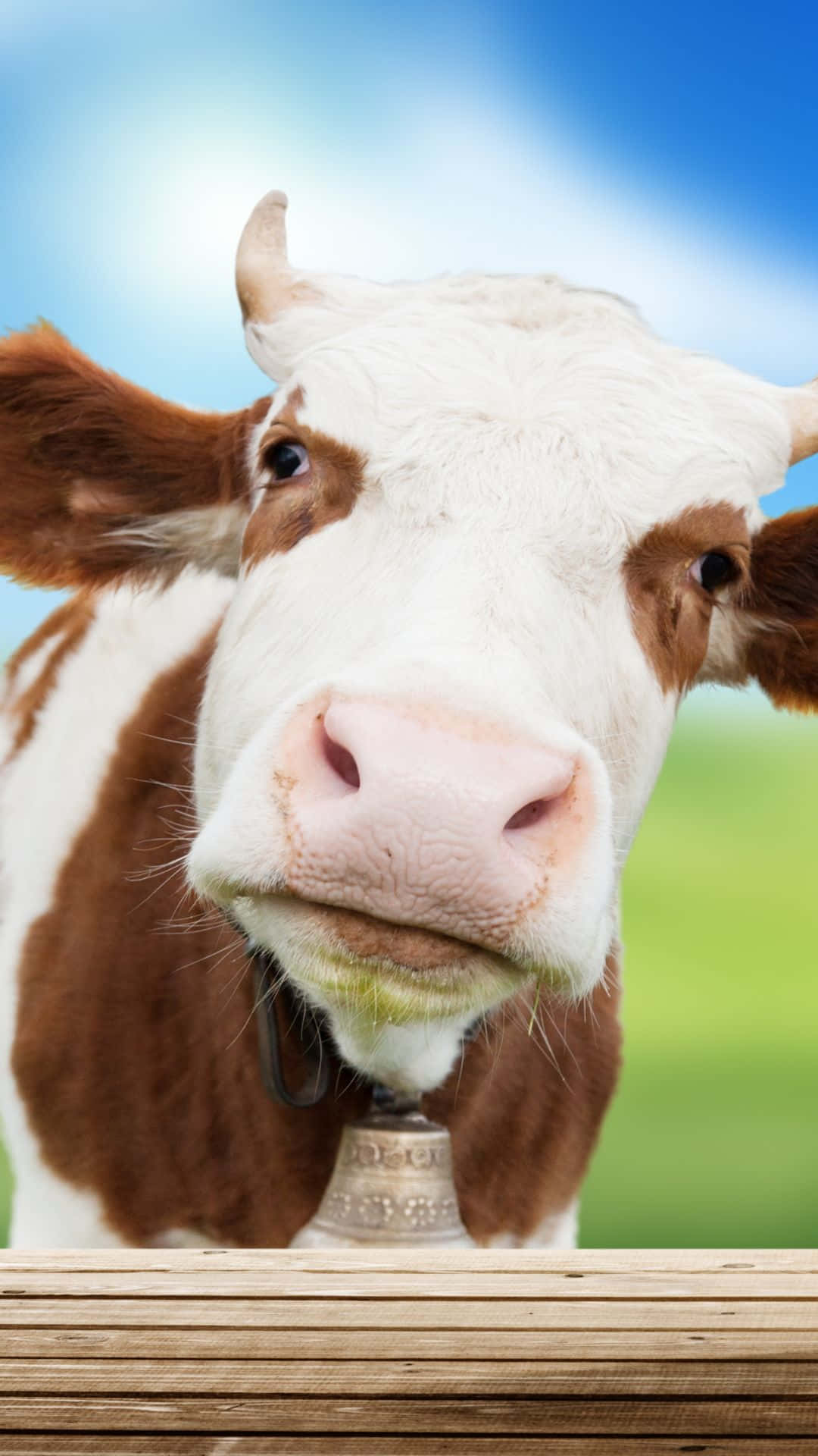 Cow iPhone, brown and white cow, wooden fence, Full HD Phone Wallpaper