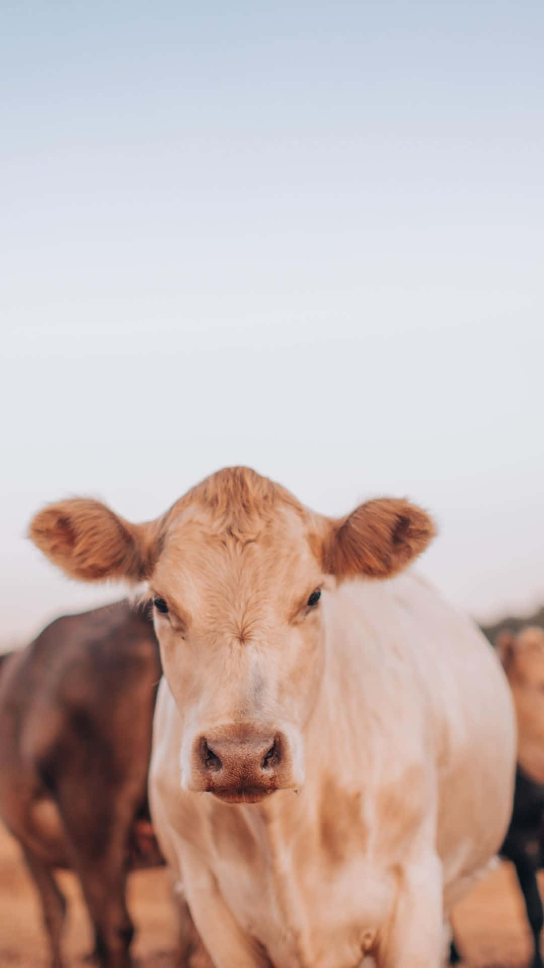Cow iPhone, light brown cow, soft focus, Full HD Phone Wallpaper