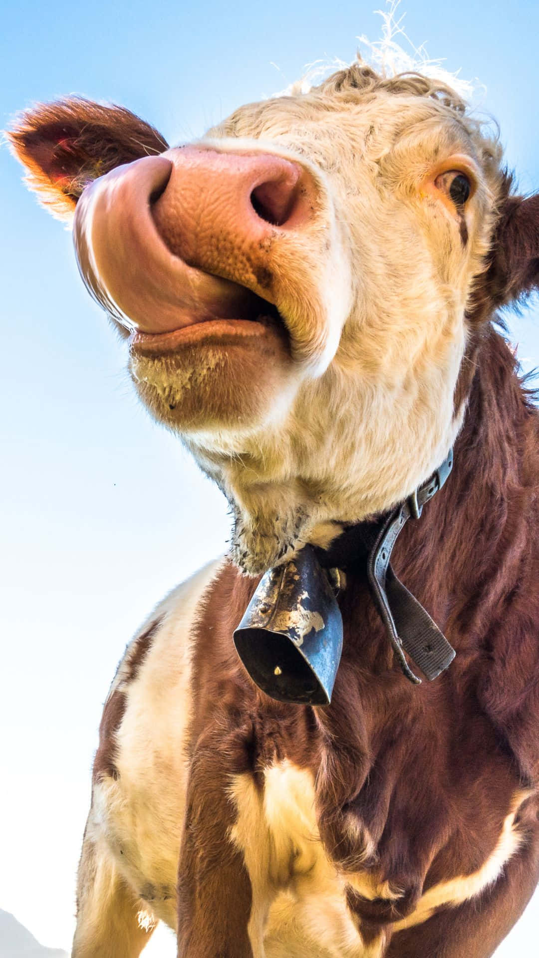 Calf iPhone, brown and white cow, bell collar, Full HD Phone Wallpaper