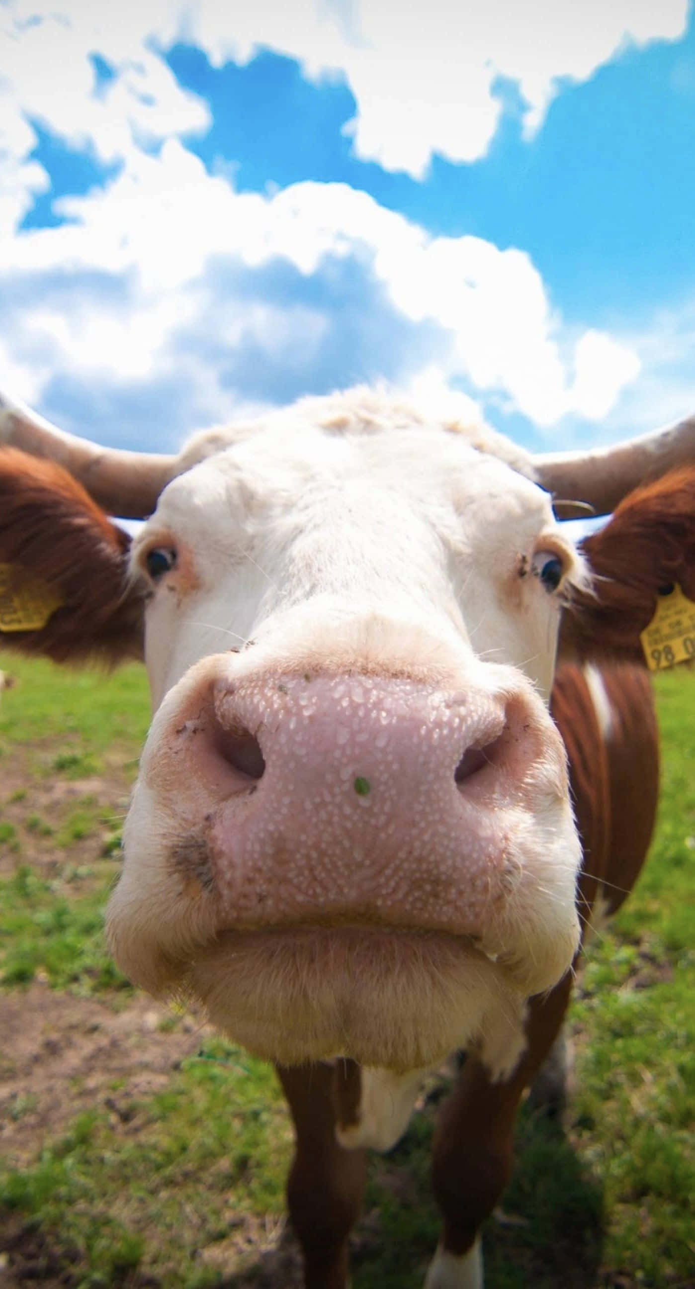 Cow iPhone, brown and white cow, bright blue sky, 2K Phone Wallpaper