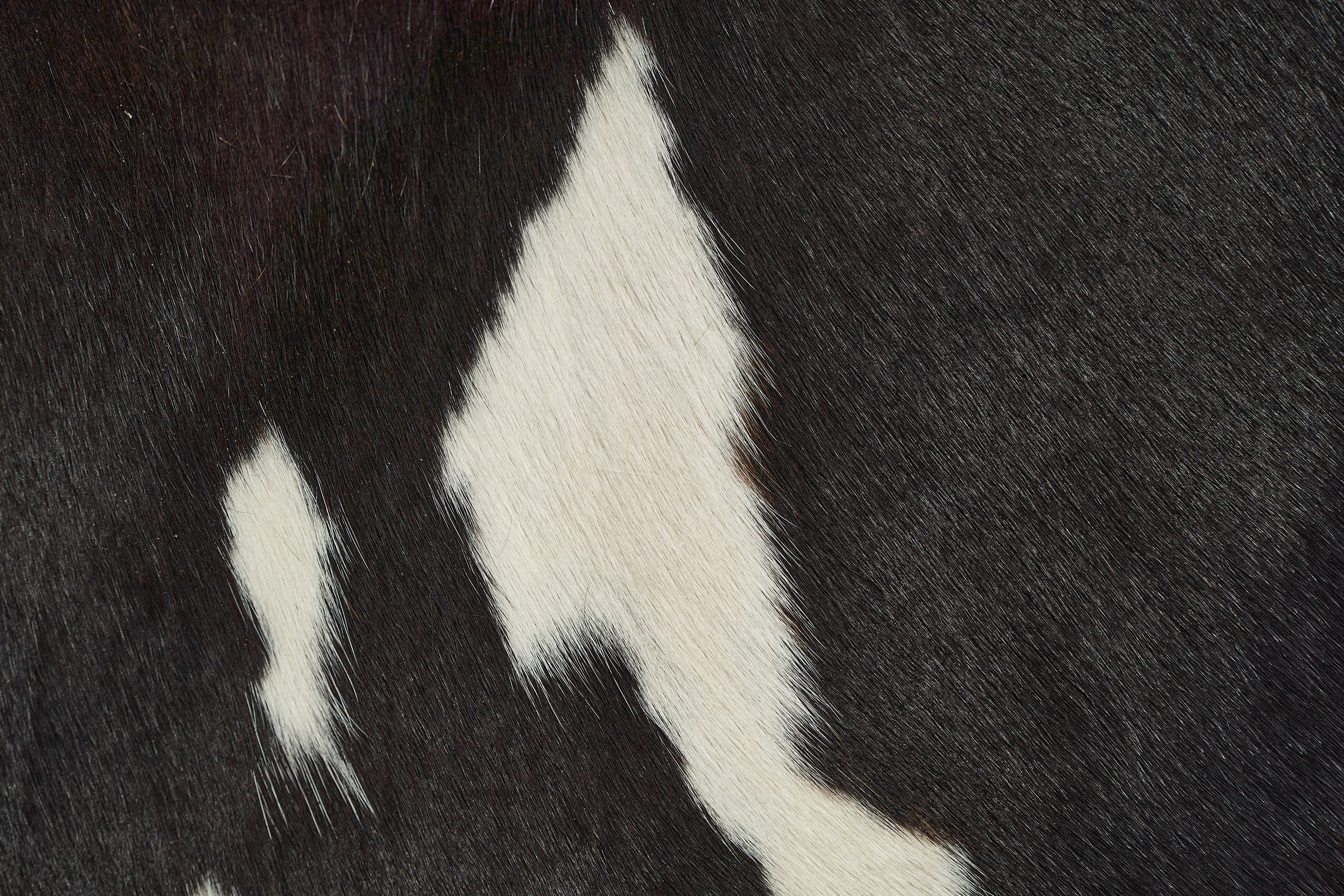 cow pattern, black and white, cowhide texture, 5K Desktop Wallpaper
