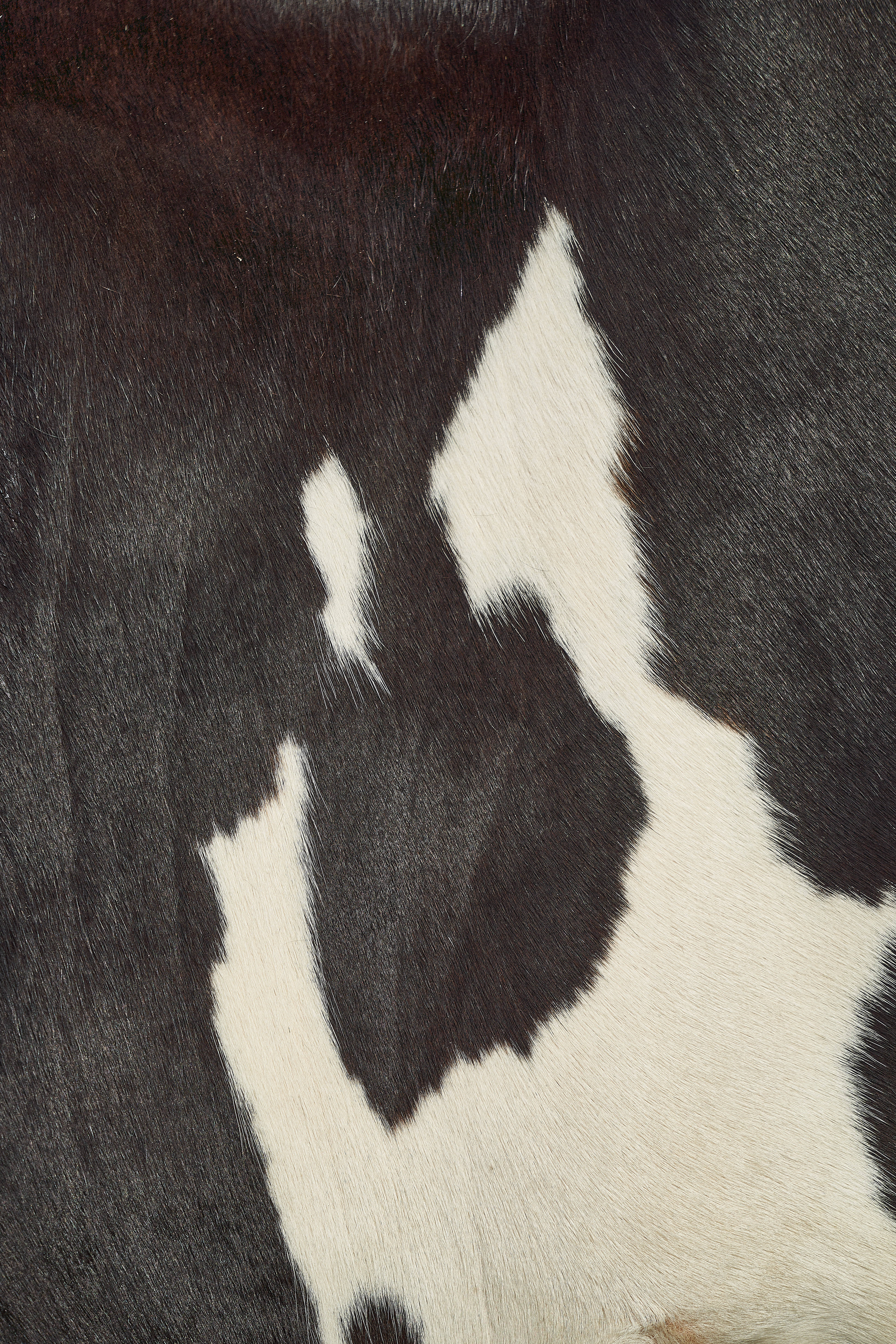 cow pattern, black and white patches, textured fur, 5K Phone Wallpaper