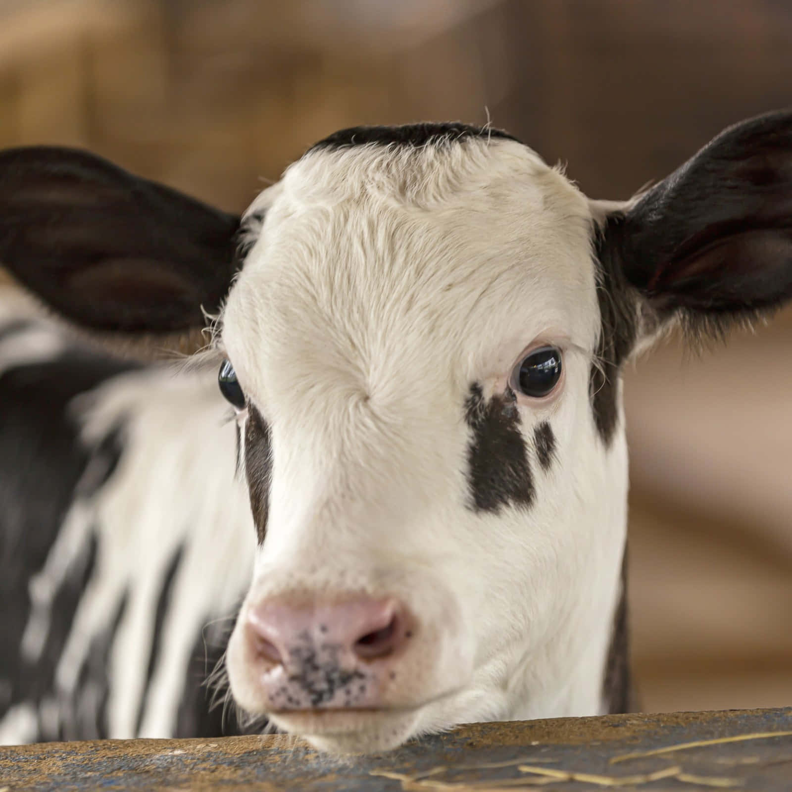 baby cow, black and white, large ears, HD Desktop Wallpaper
