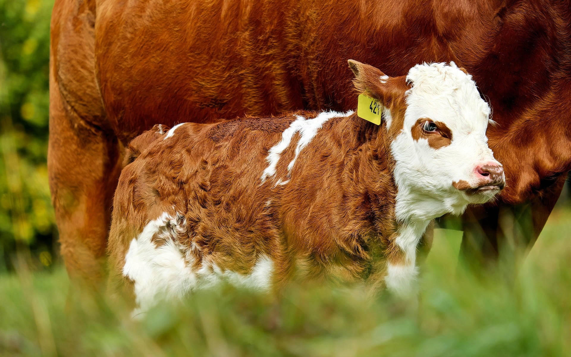 baby cow, brown and white calf, yellow ear tag, Full HD Desktop Wallpaper