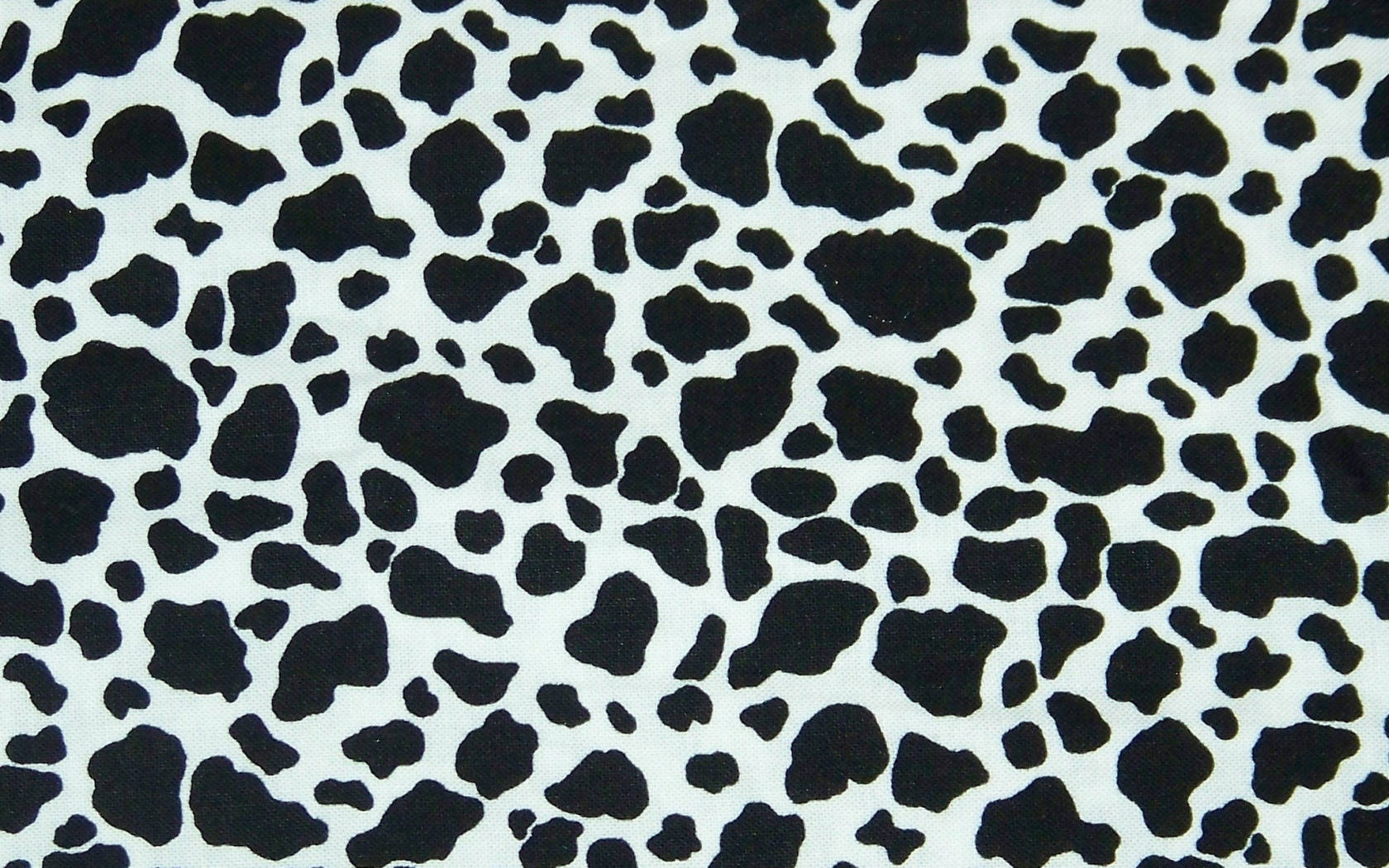 black cow patterns, cow print fabric, bold black and white, HD Desktop Wallpaper