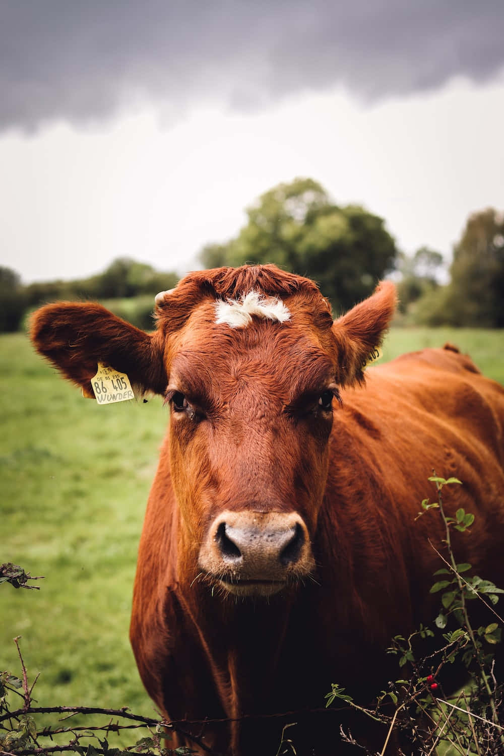 brown cow, white forehead marking, green pasture, HD Phone Wallpaper