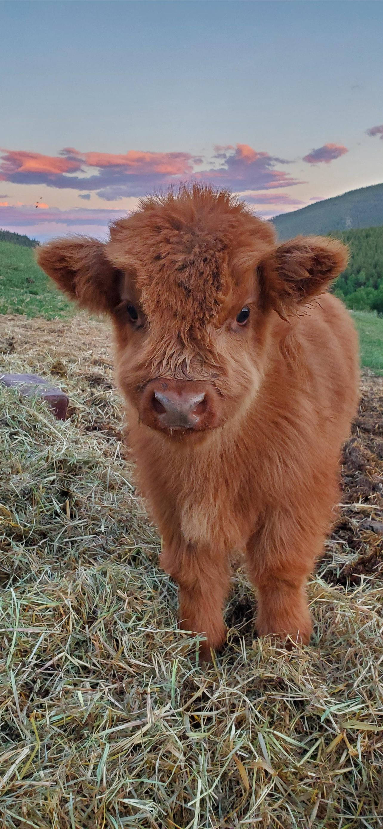 Fluffy Baby Highland Brown Cattle, Highland calf, reddish-brown, 2K Phone Wallpaper