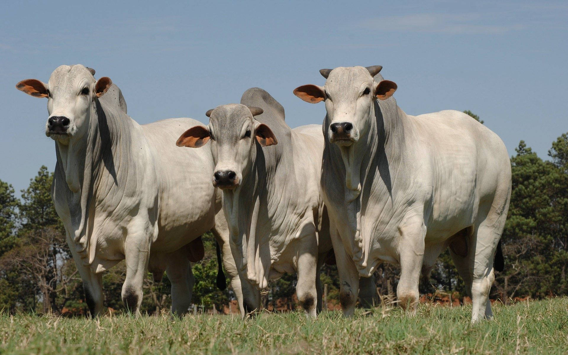 American Brahman cattle, white cattle, sunlit grassy field, Full HD Desktop Wallpaper