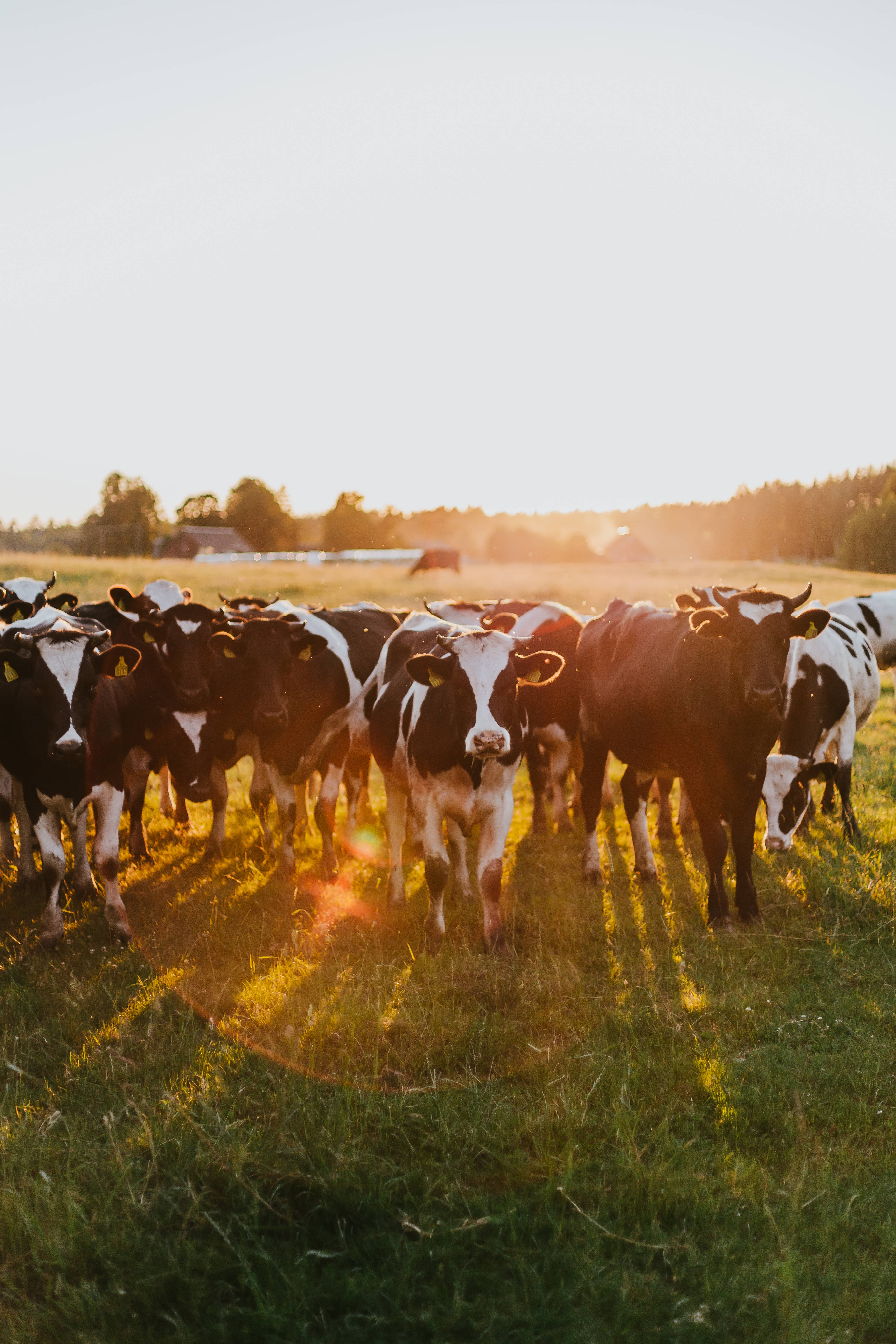 Holstein Friesian cattle, sunset, grassy field, 5K Phone Wallpaper