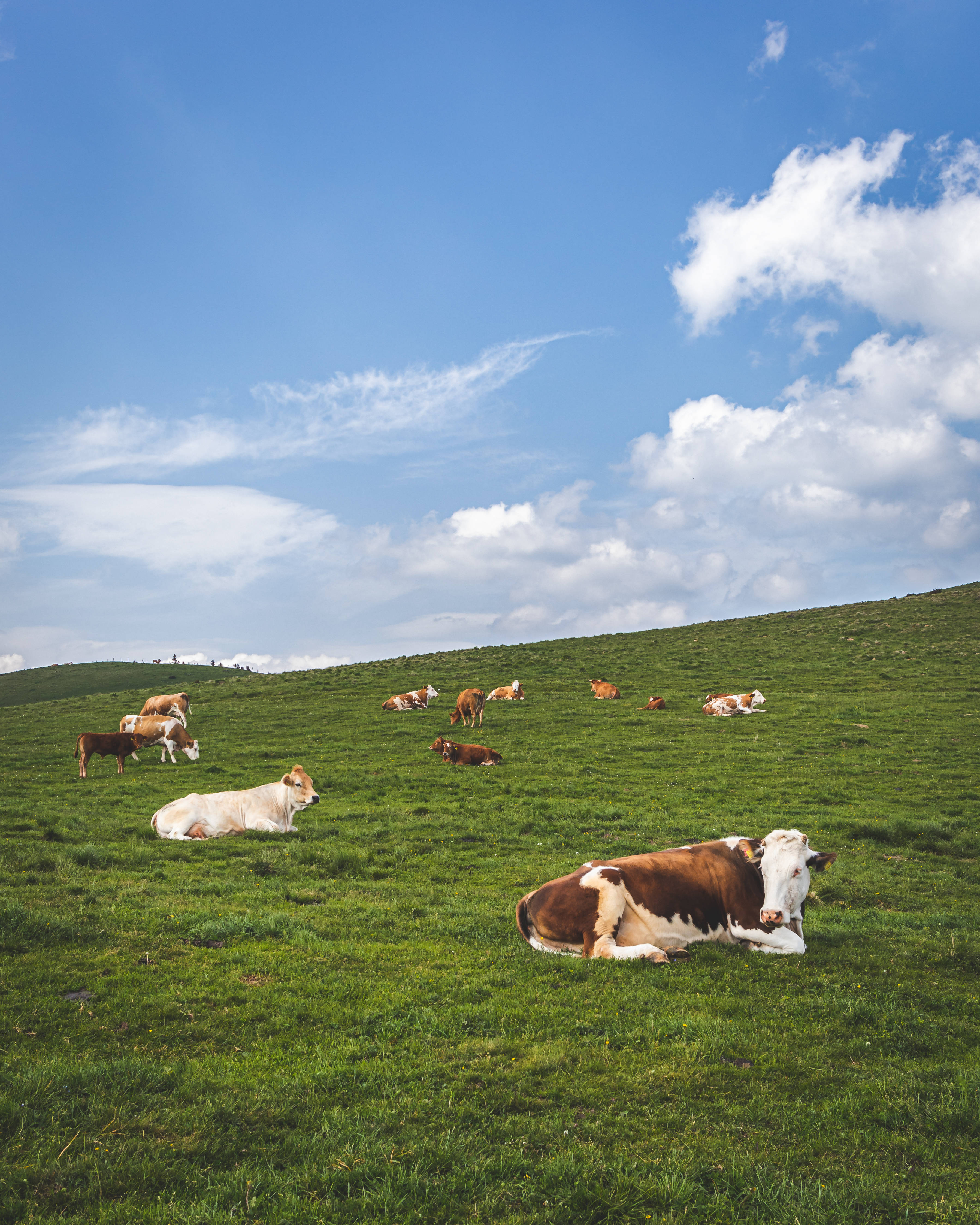 cattle breeds, farm, lush green hill, 4K Phone Wallpaper