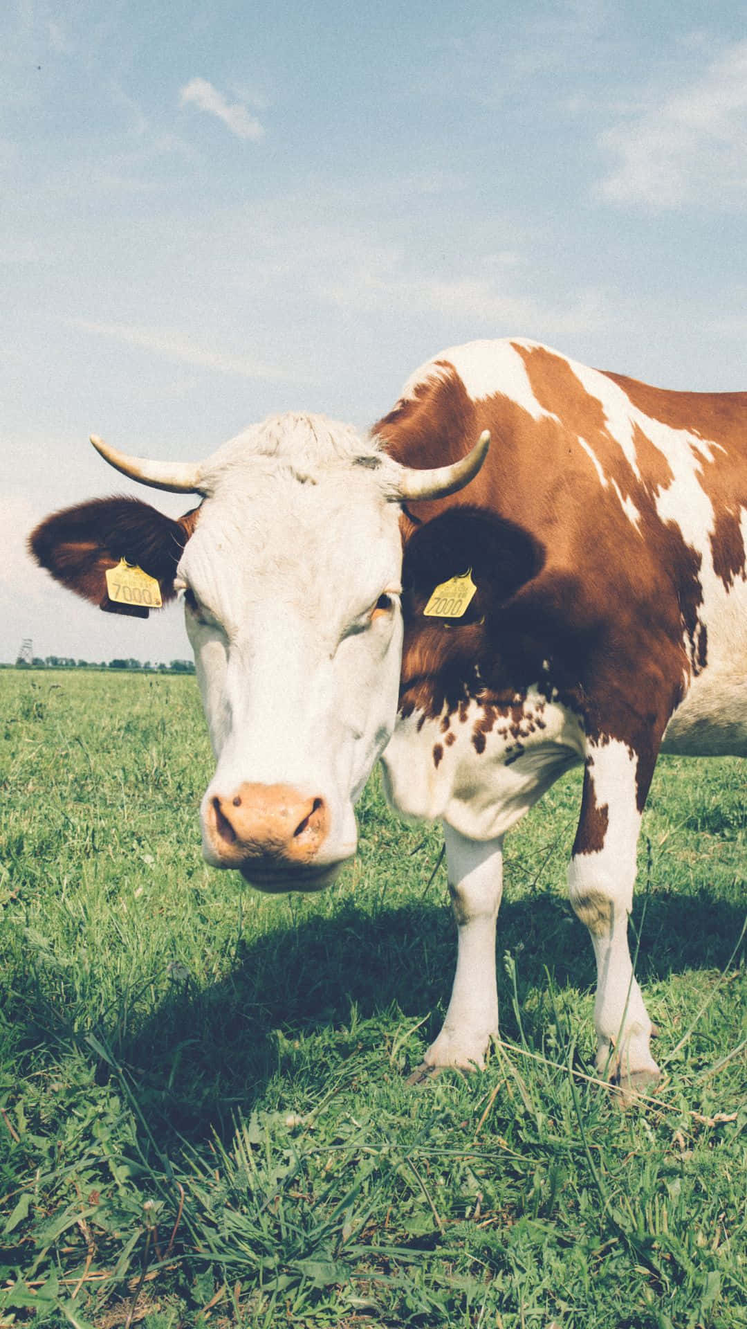 cow, brown and white, yellow ear tags, Full HD Phone Wallpaper