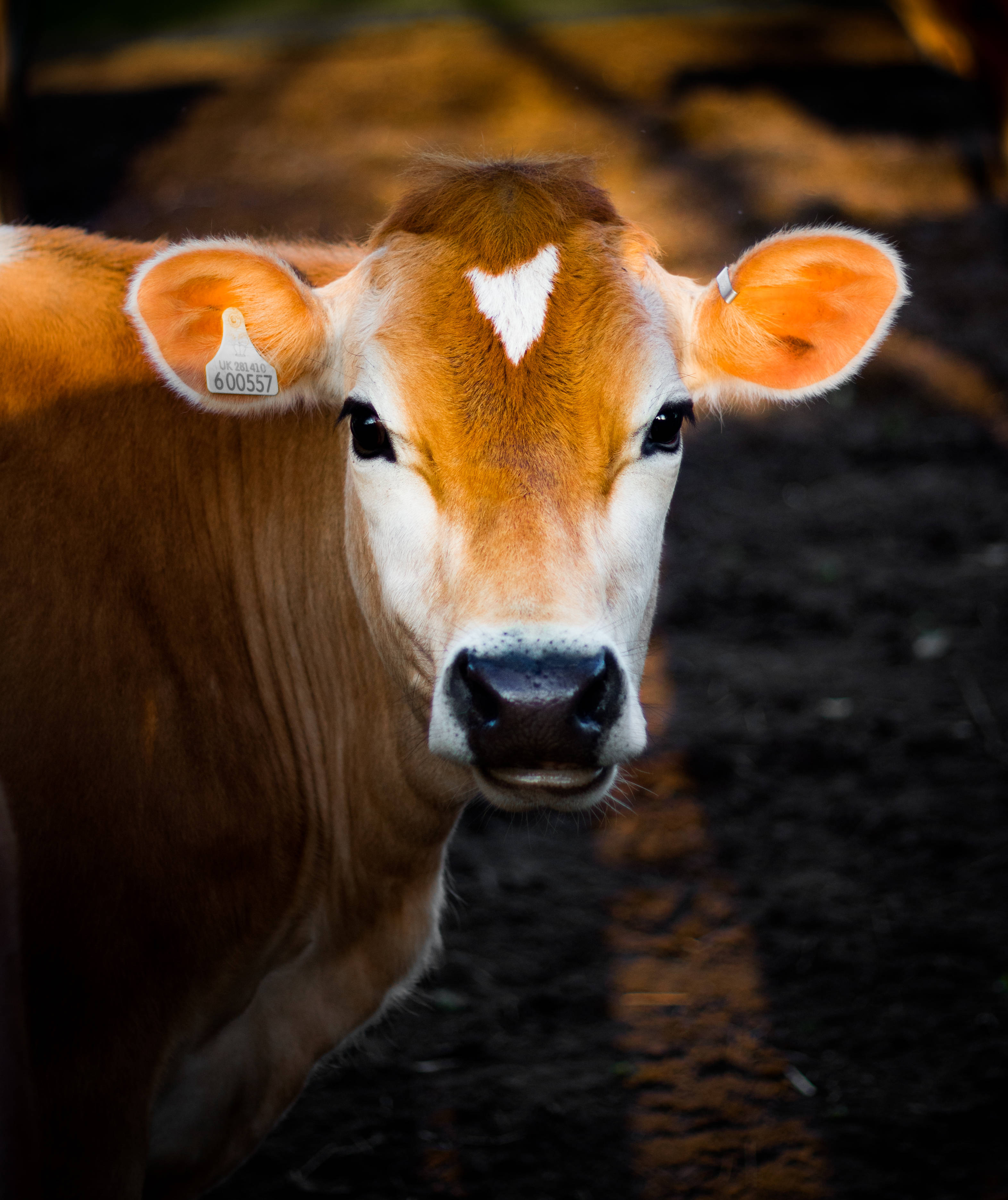 black and white calf, brown and white calf, white heart-shaped marking, 2K Phone Wallpaper