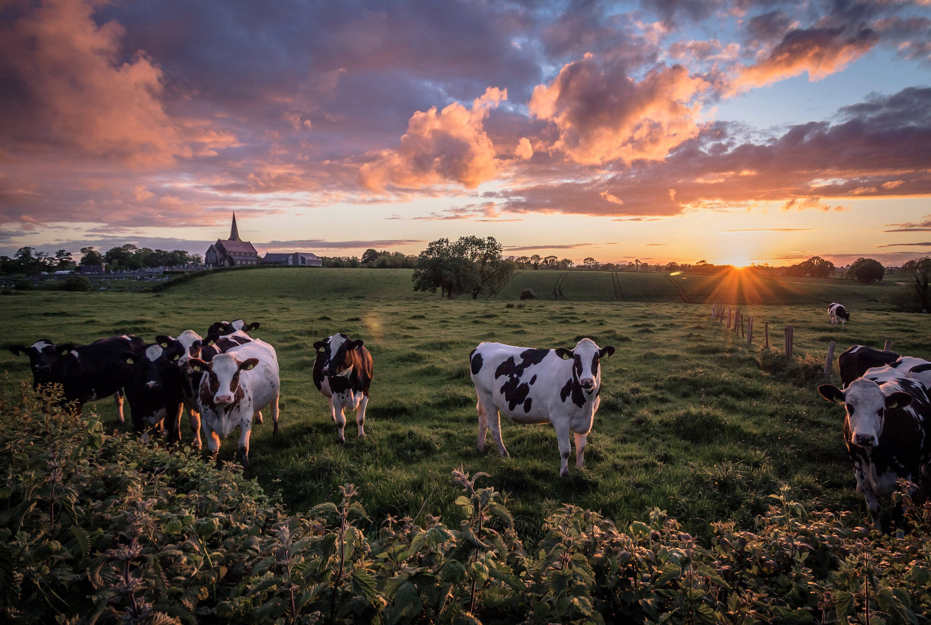 cattle animals, field, sunset, 2K Desktop Wallpaper