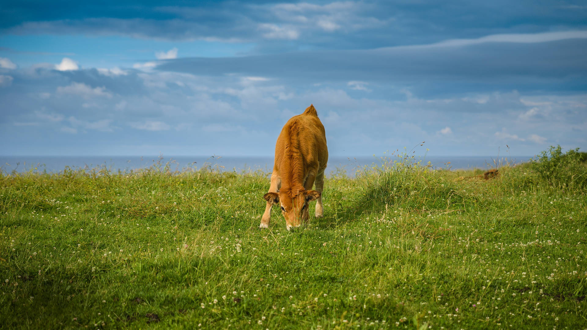 brown calf, green field, ocean, Full HD Desktop Wallpaper