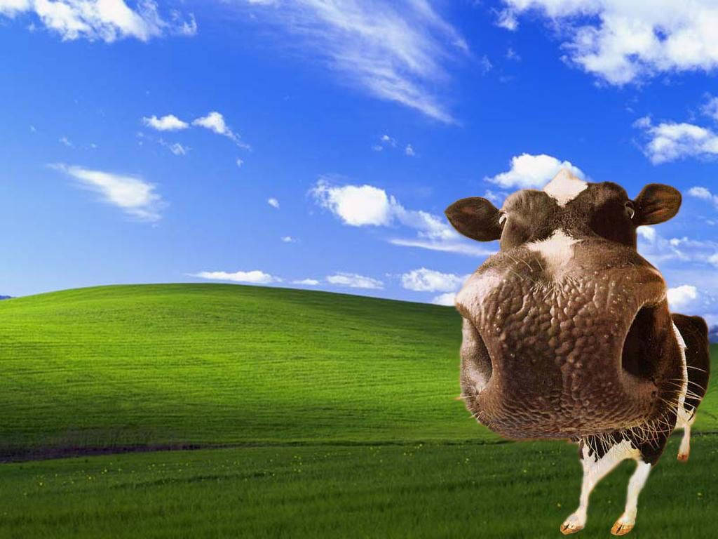 cow, brown and white, pasture, SD Desktop Wallpaper