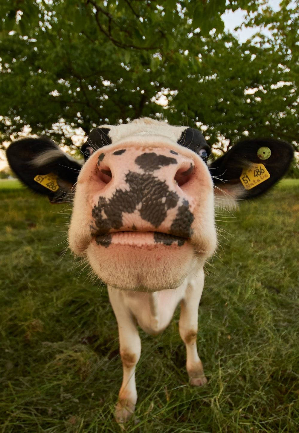 cow, black spots, golden nose, HD Phone Wallpaper