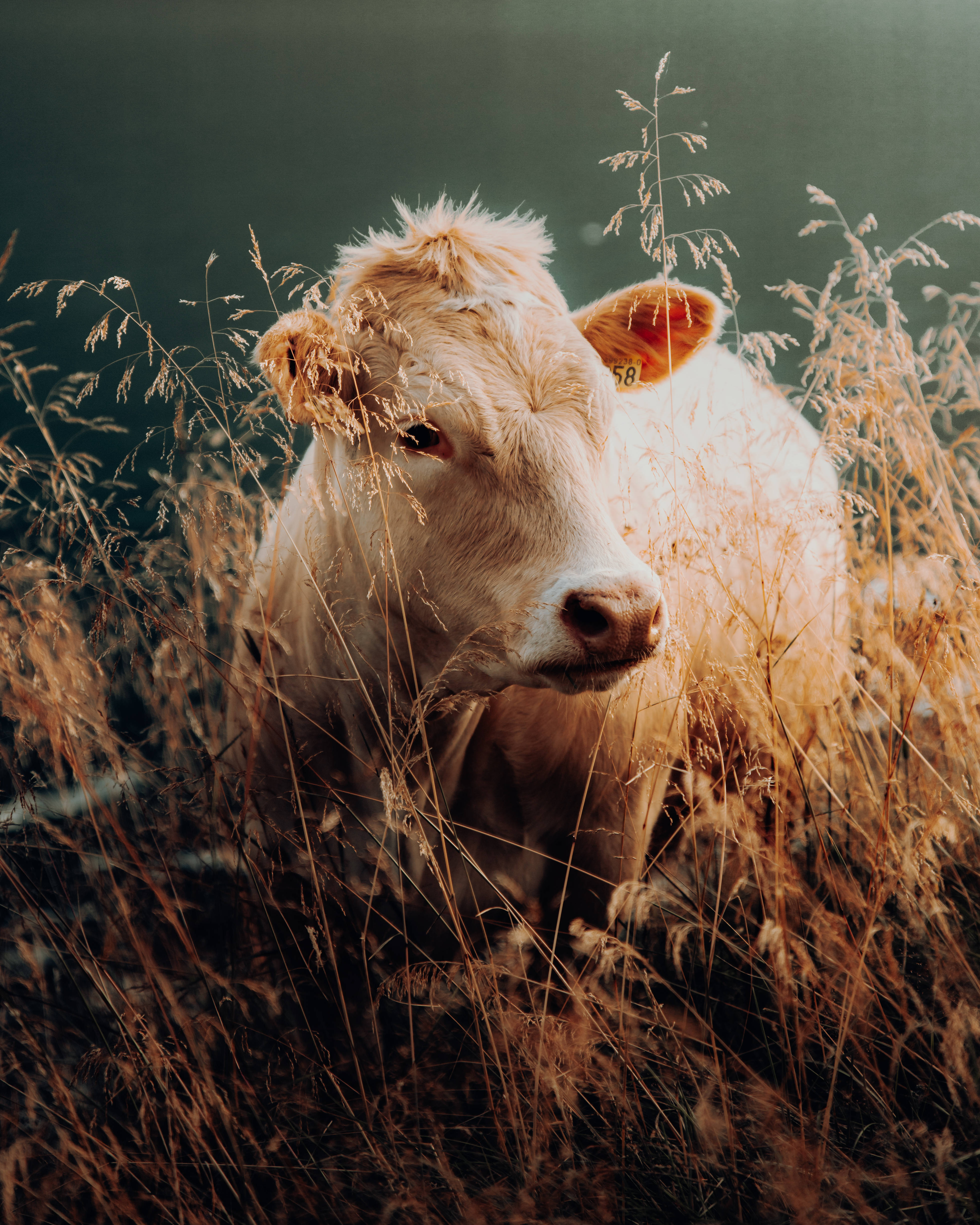 Baby Charolais Cattle, wheat field, white cow, 4K Phone Wallpaper