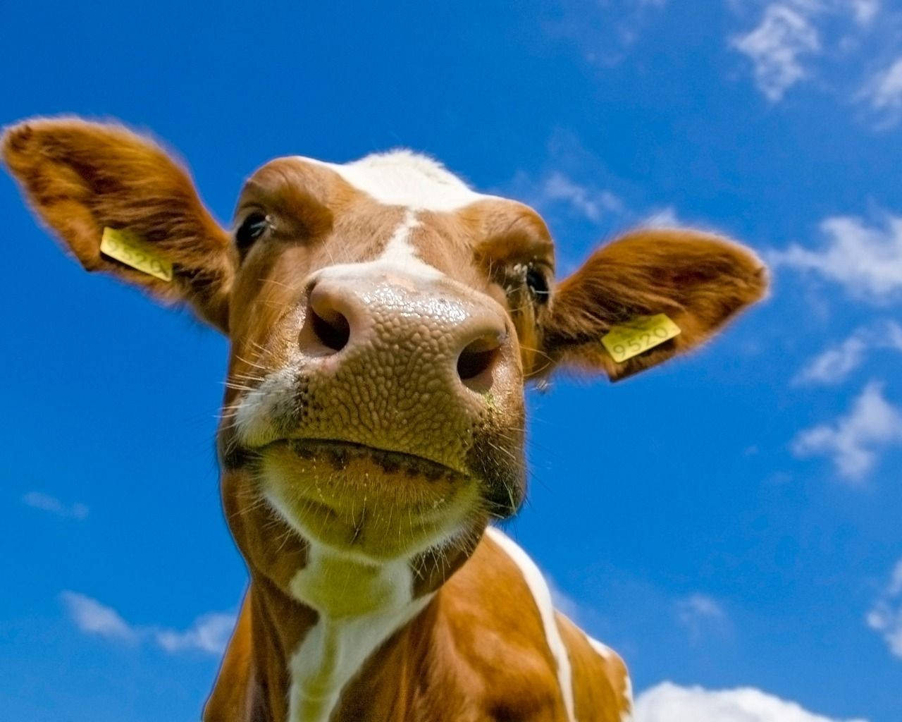brown and white cow, yellow ear tags, bright blue sky, HD Desktop Wallpaper
