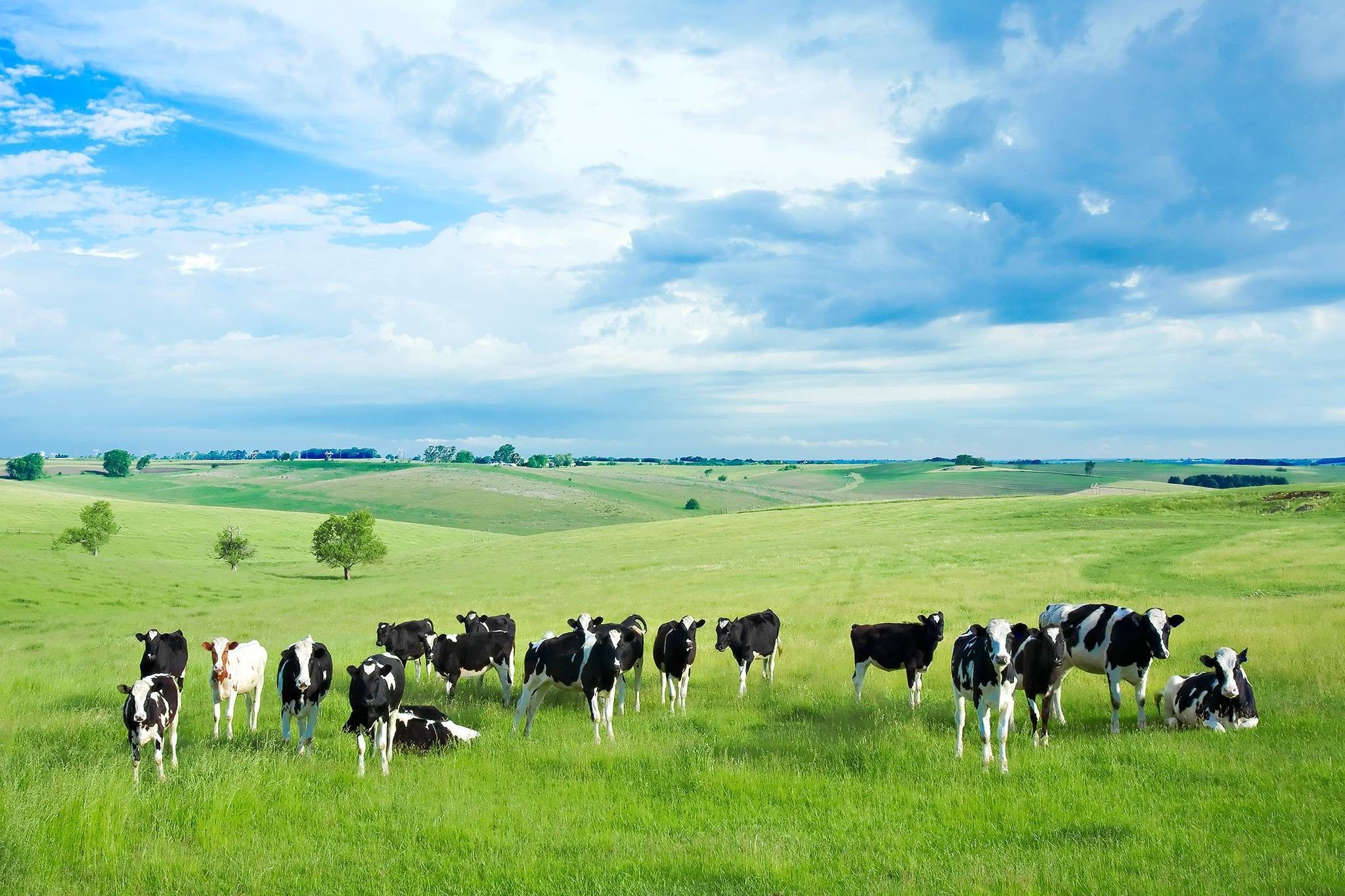 black and white cows, vast green pasture, bright blue sky, Full HD Desktop Wallpaper