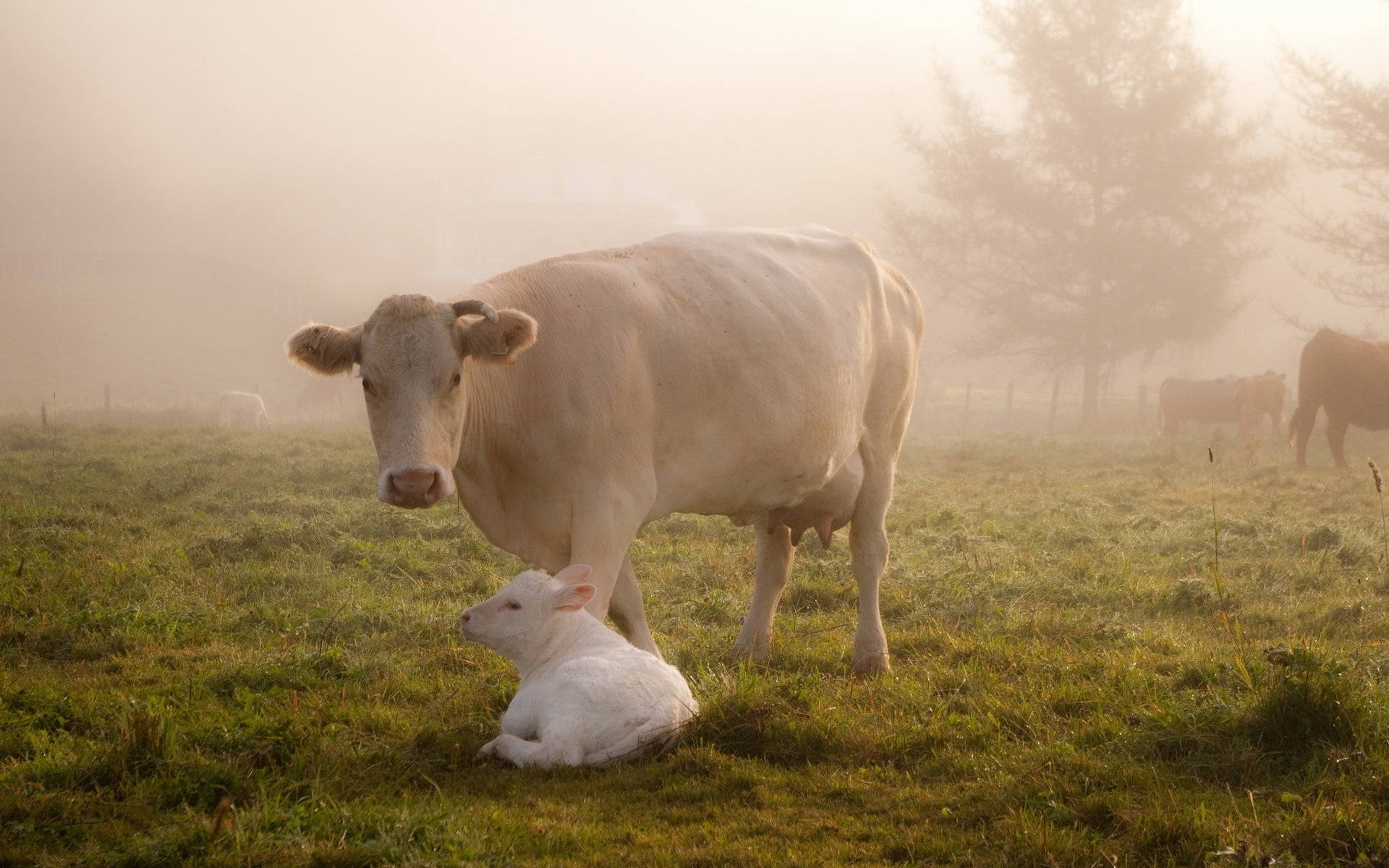 white calf, mother cow, grassy field, Full HD Desktop Wallpaper