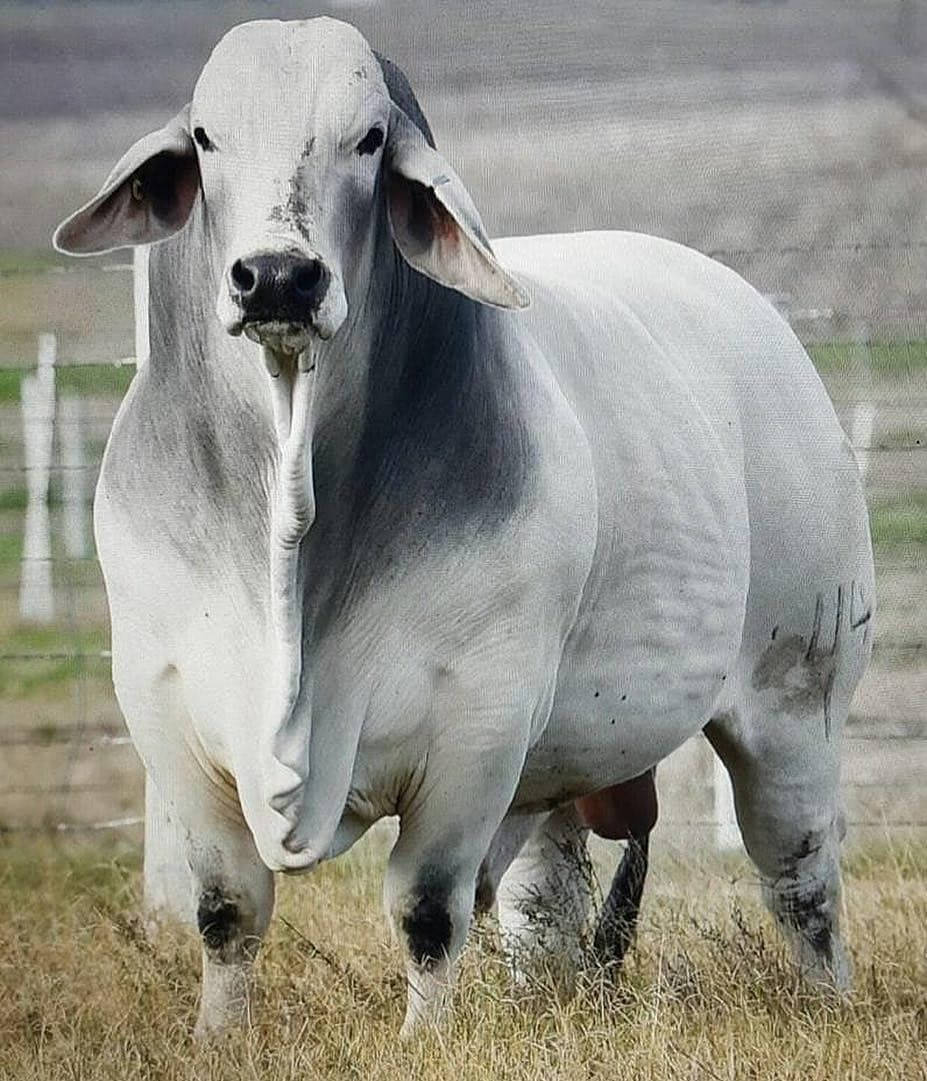 Nelore Zebu cattle, white zebu bull, drooping ears, SD Phone Wallpaper