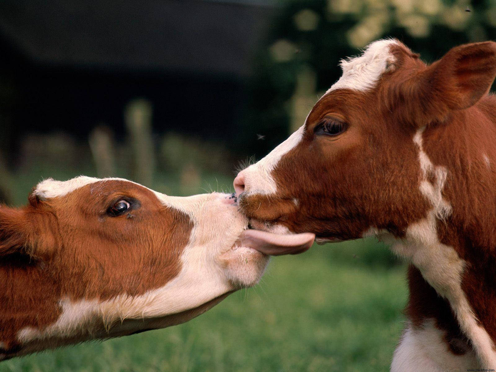 two calves, brown and white, lush green pasture, HD Desktop Wallpaper