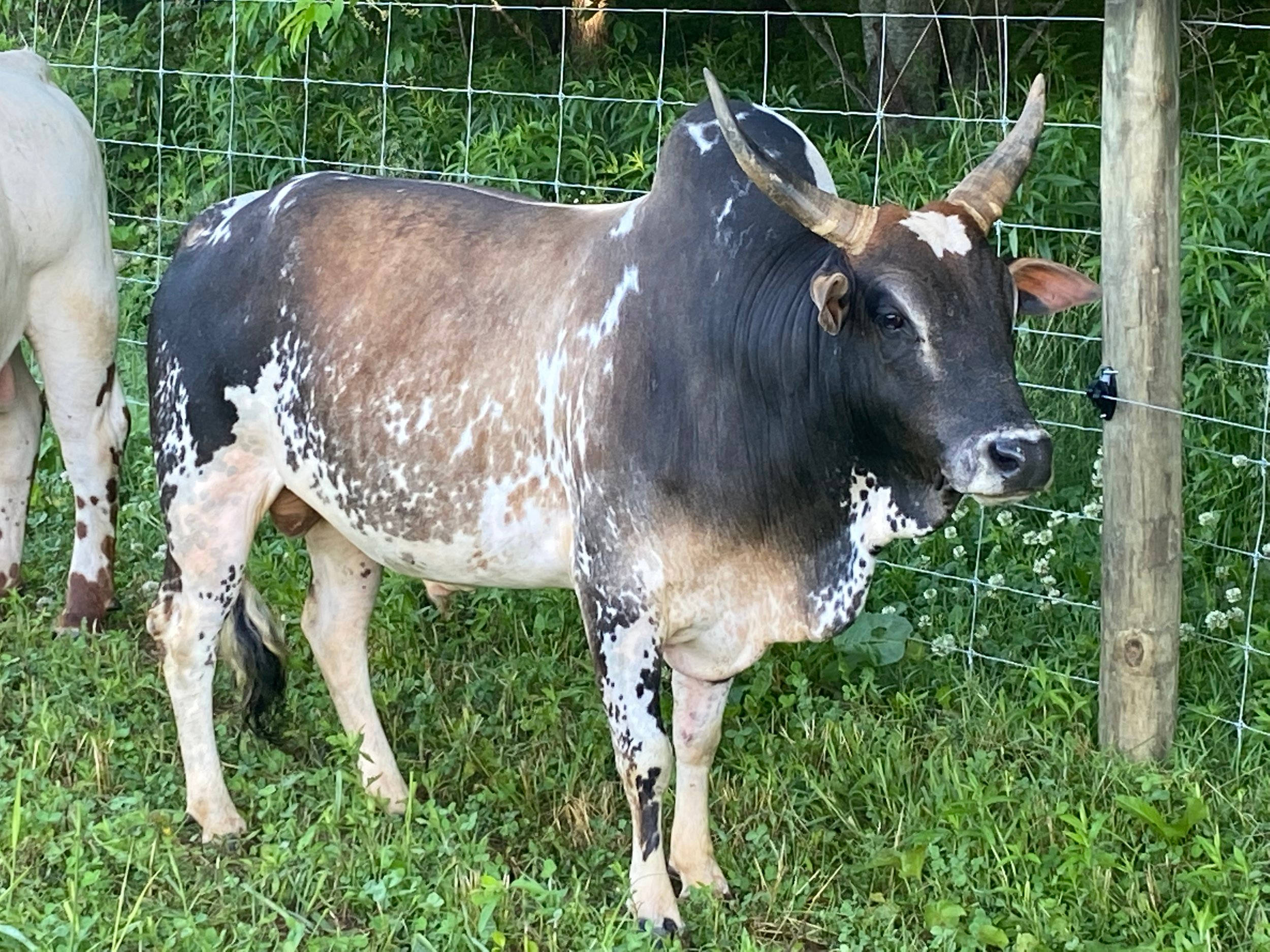 Gezerat Zebu Cattle, black and white speckled, curved horns, Full HD Desktop Wallpaper