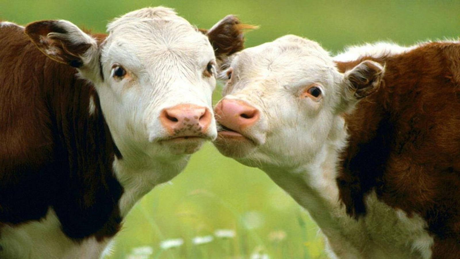 cute cow siblings, adorable cows cuddling, brown and white calves, HD Desktop Wallpaper