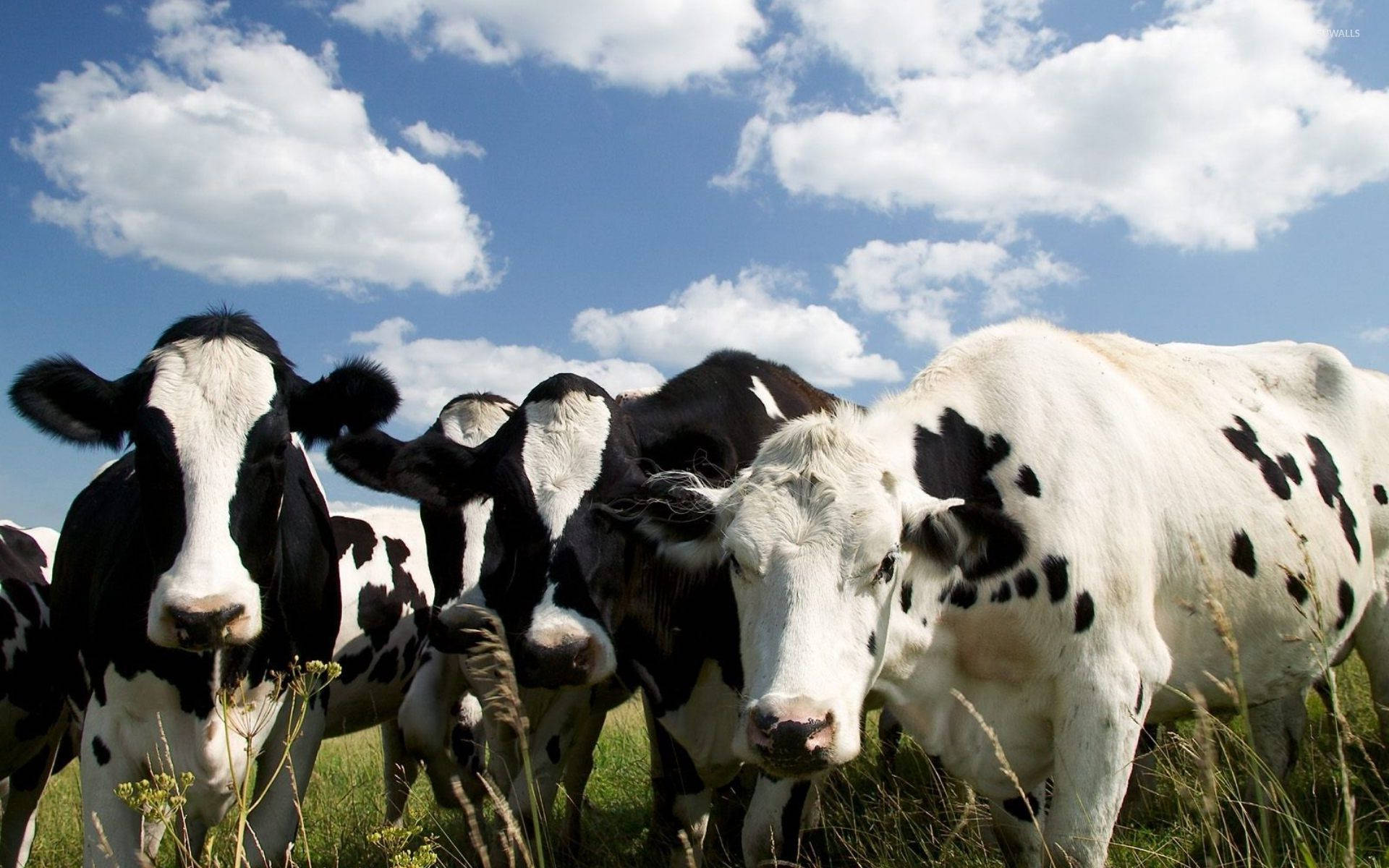 cow herd, black and white cows, grassy field, Full HD Desktop Wallpaper