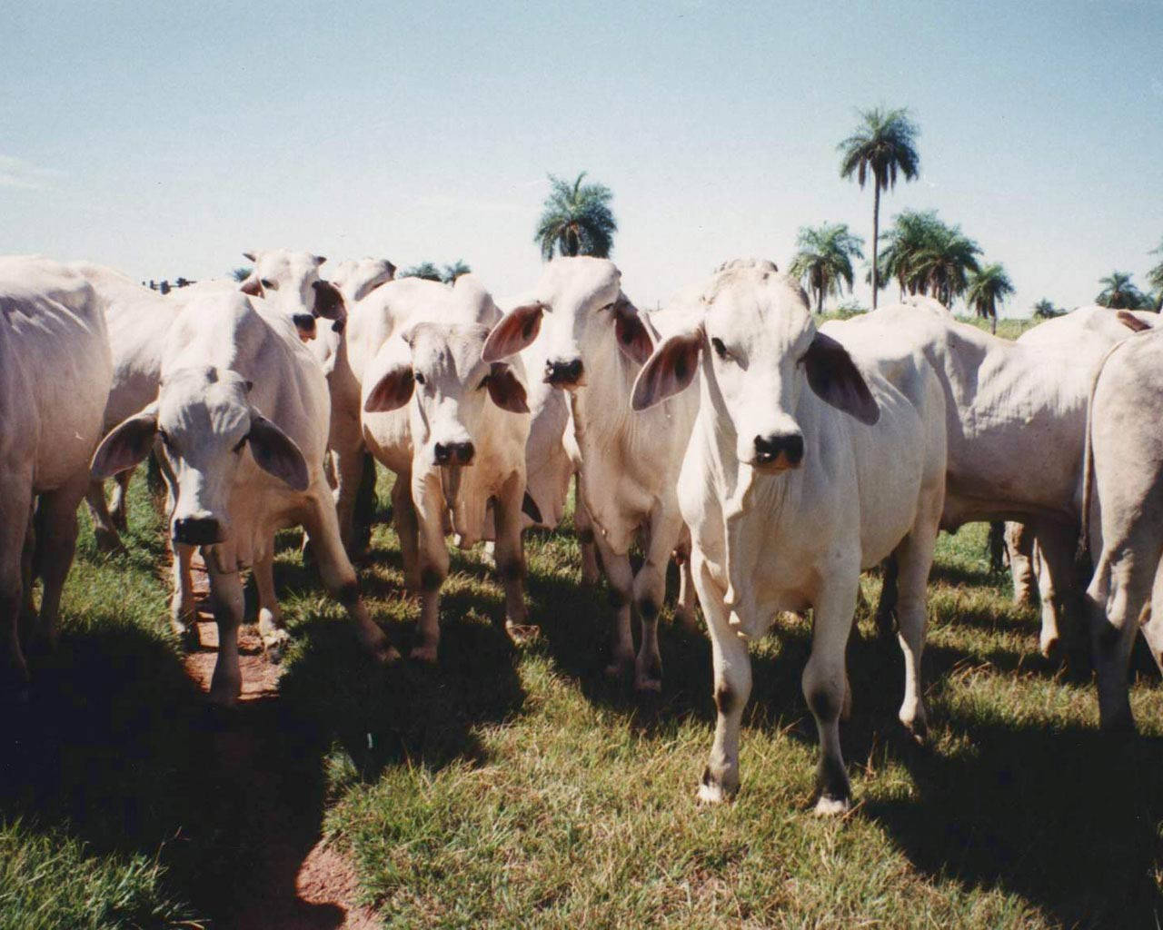 Nelore Zebu cattle, grassy field, sunlit, HD Desktop Wallpaper