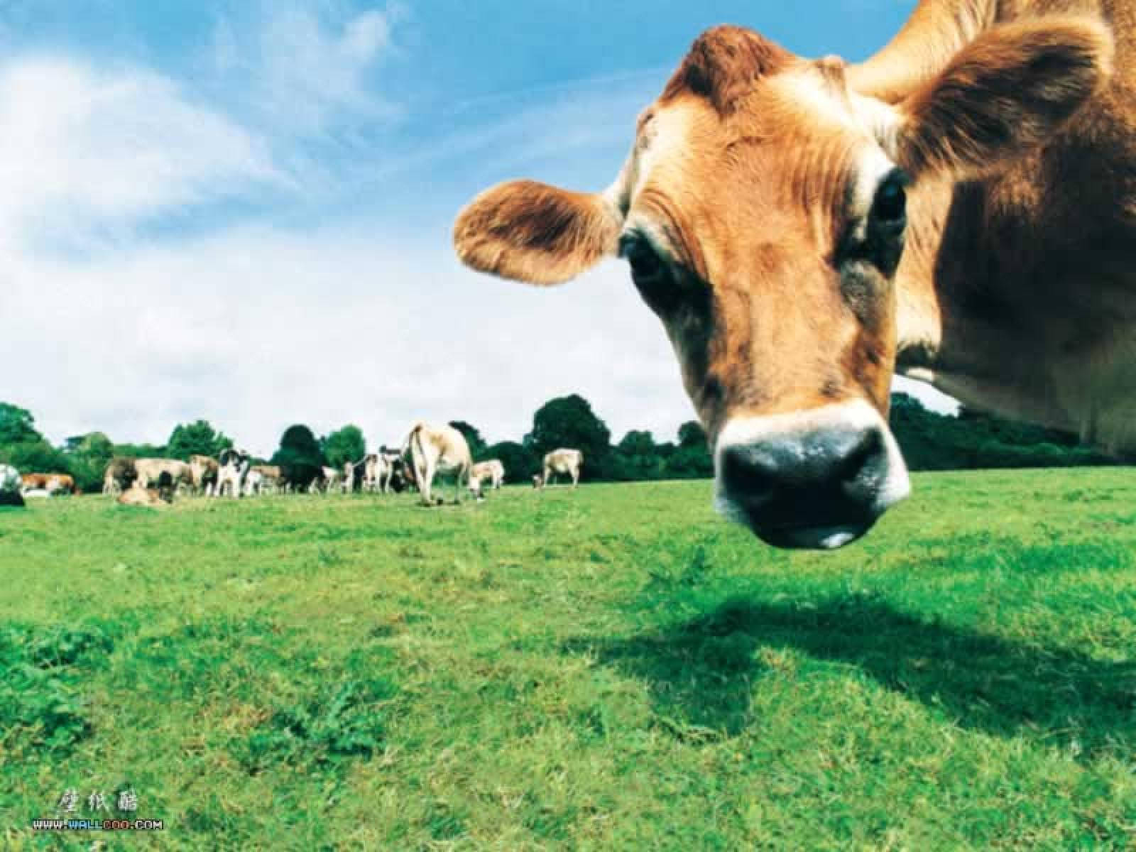 cool cow selfie, brown cow, vibrant green pasture, HD Desktop Wallpaper
