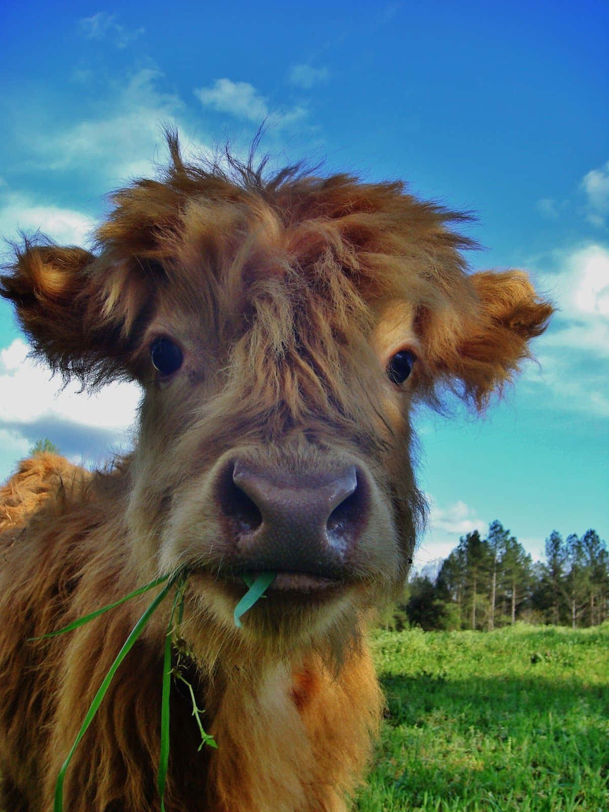 Cute Cow, iPhone Lock Screen, fluffy brown Highland cow, HD Phone Wallpaper