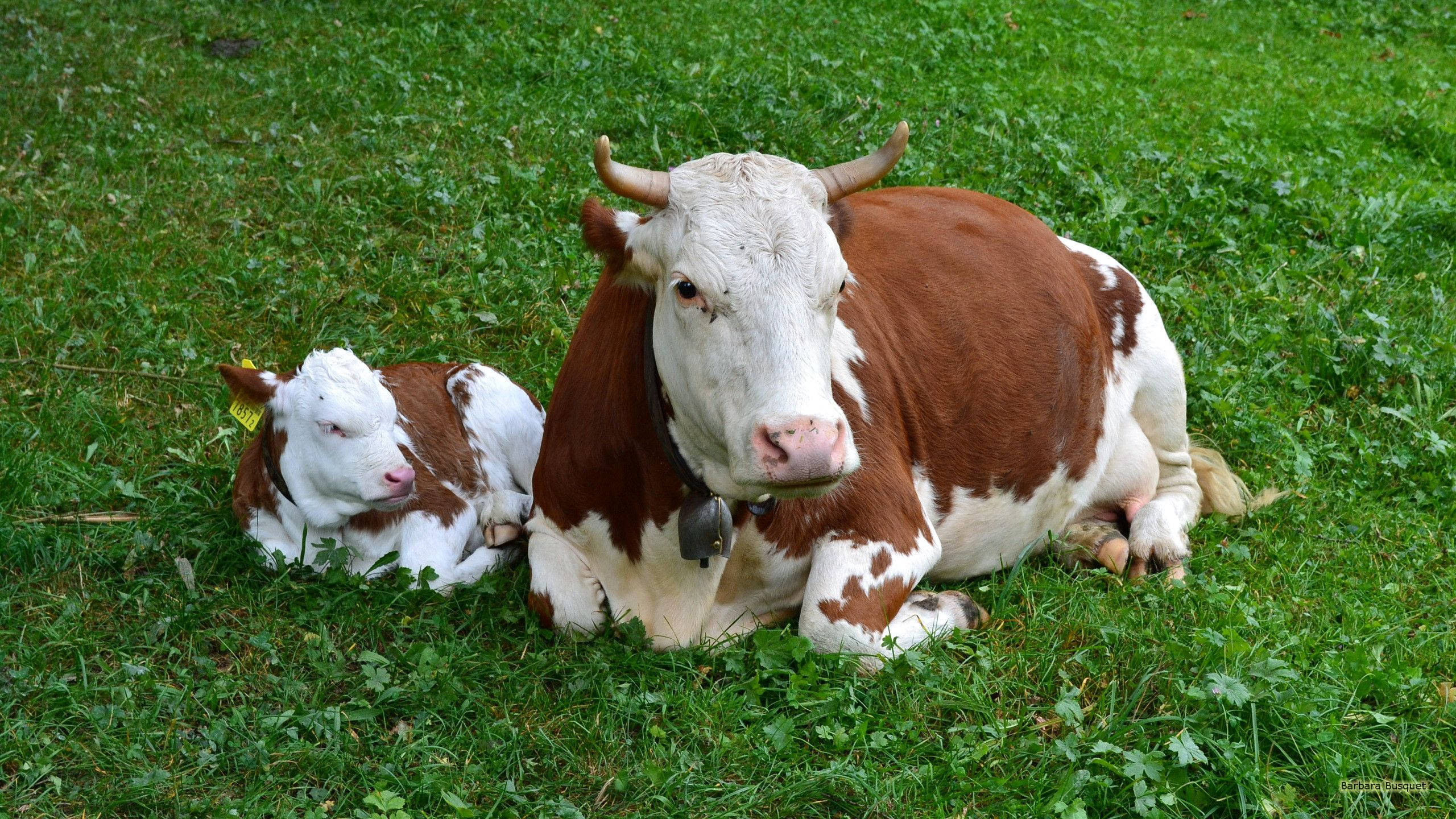 cow, calf, brown and white, 2K Desktop Wallpaper