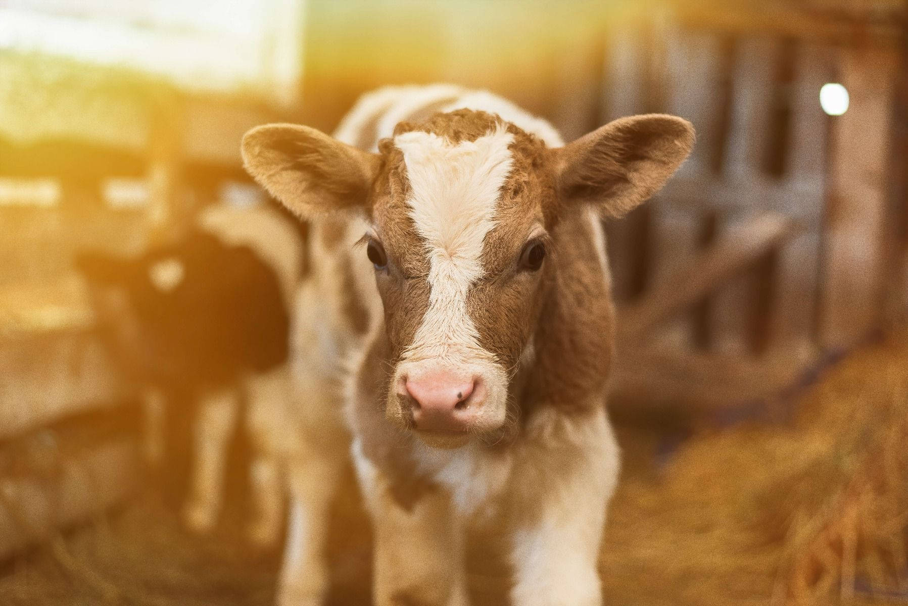 white calf, brown and white calf, sunlit barn, HD Desktop Wallpaper