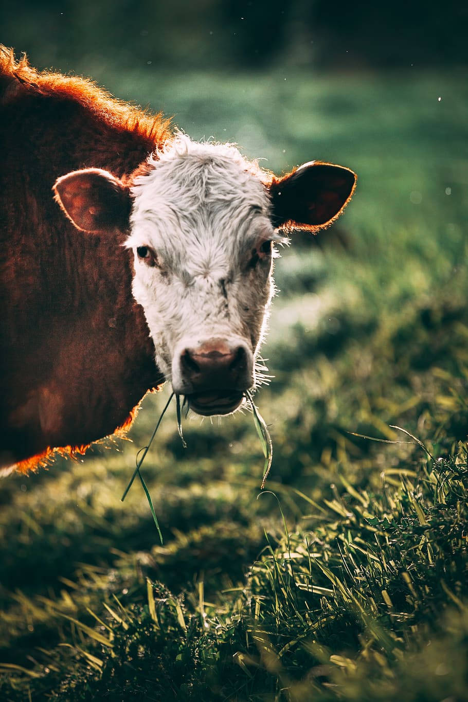 brown calf, brown and white cow, sunlit field, HD Phone Wallpaper