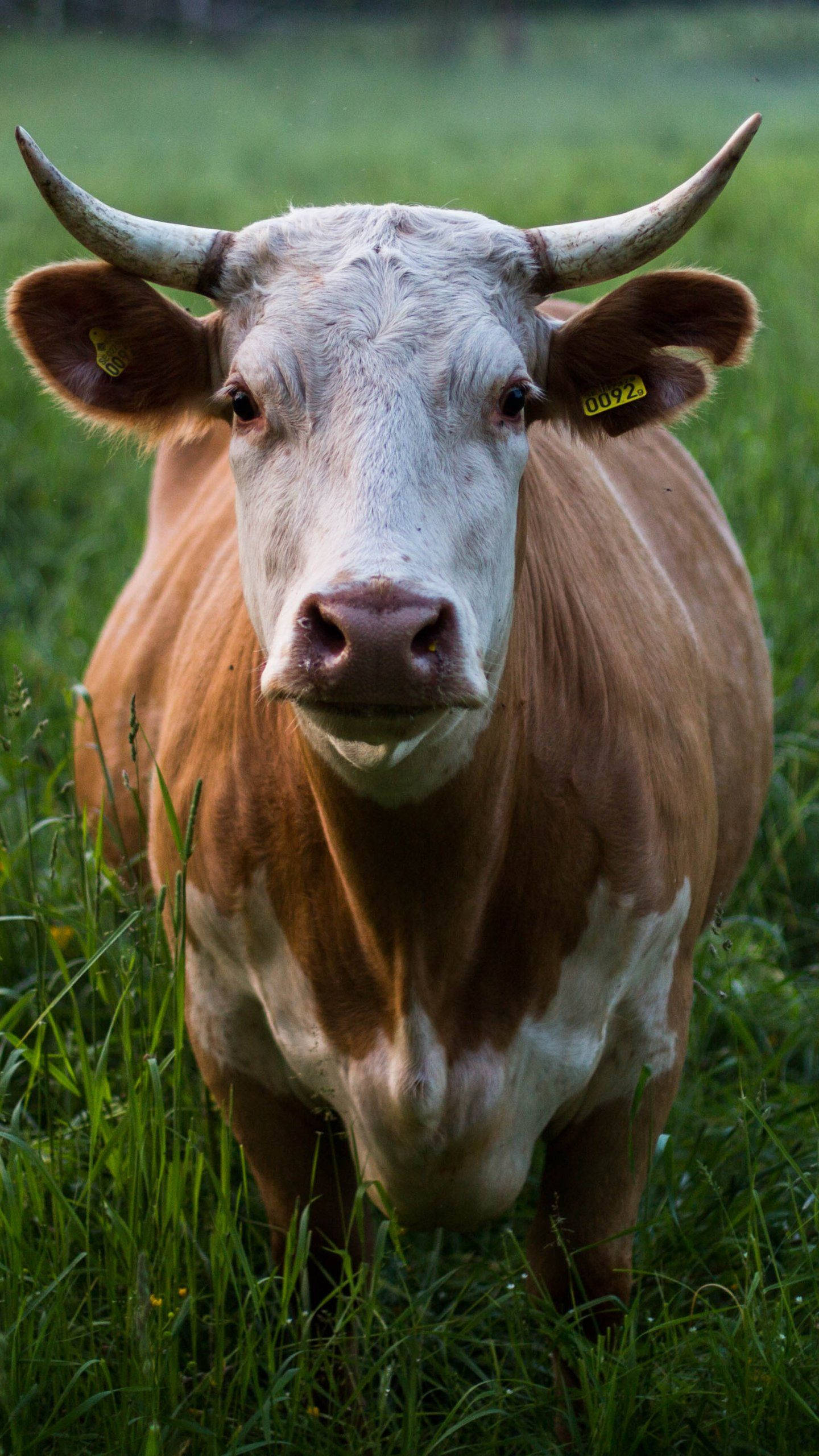 big cow with horns, brown and white, curved horns, 2K Phone Wallpaper