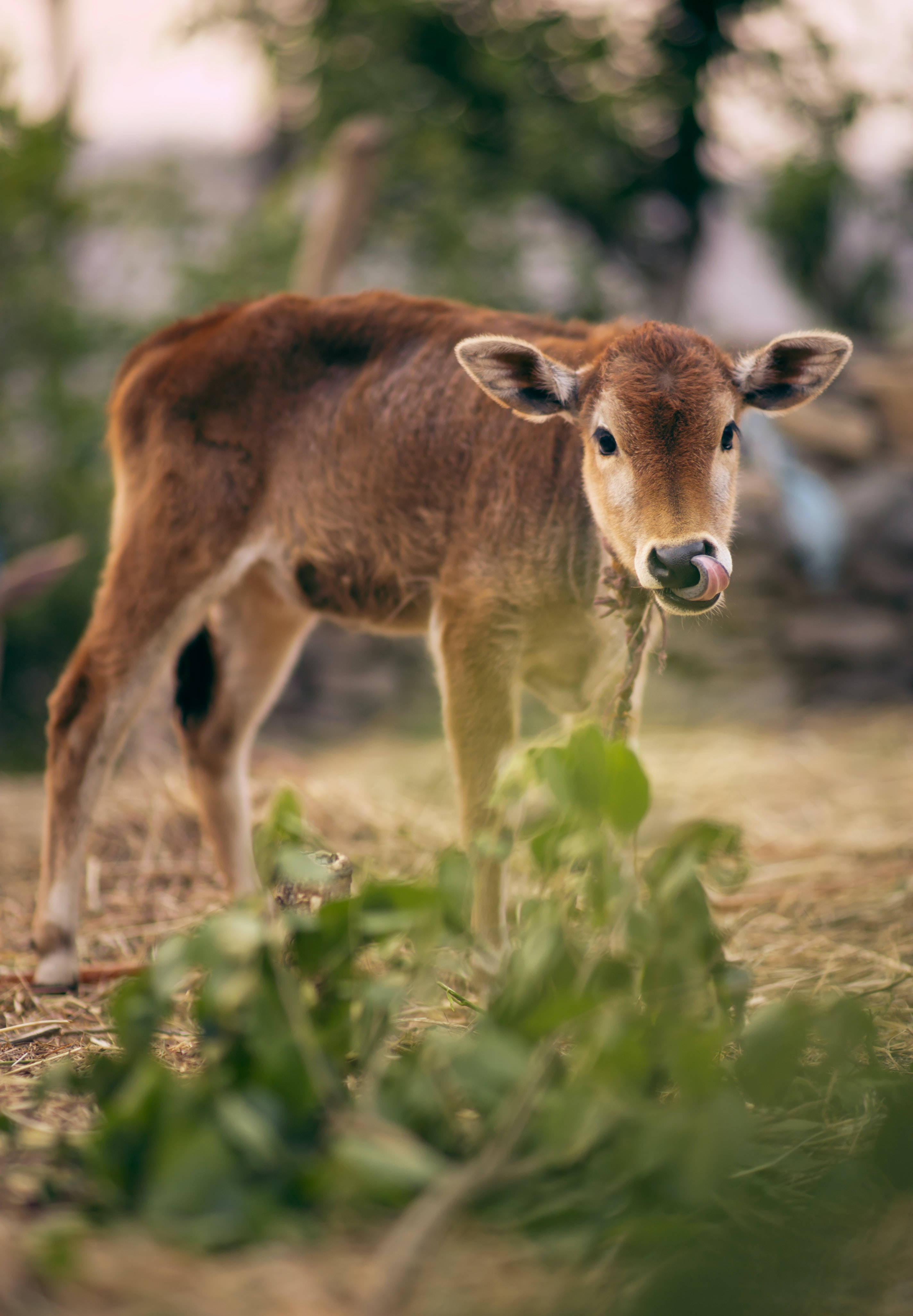 brown calf, sunlit field, leaf, 4K Phone Wallpaper