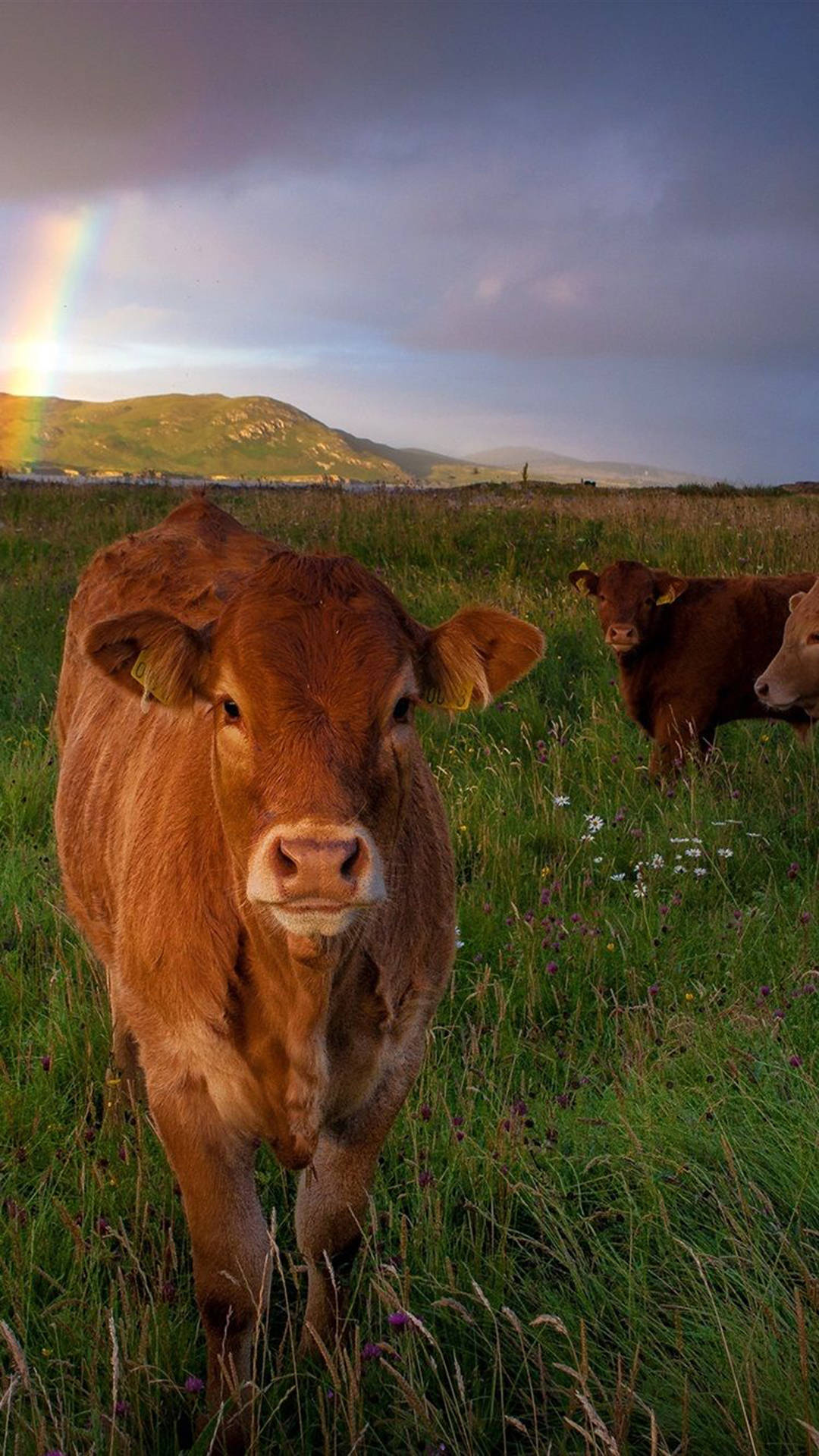 brown cow, grassy field, vibrant rainbow, Full HD Phone Wallpaper